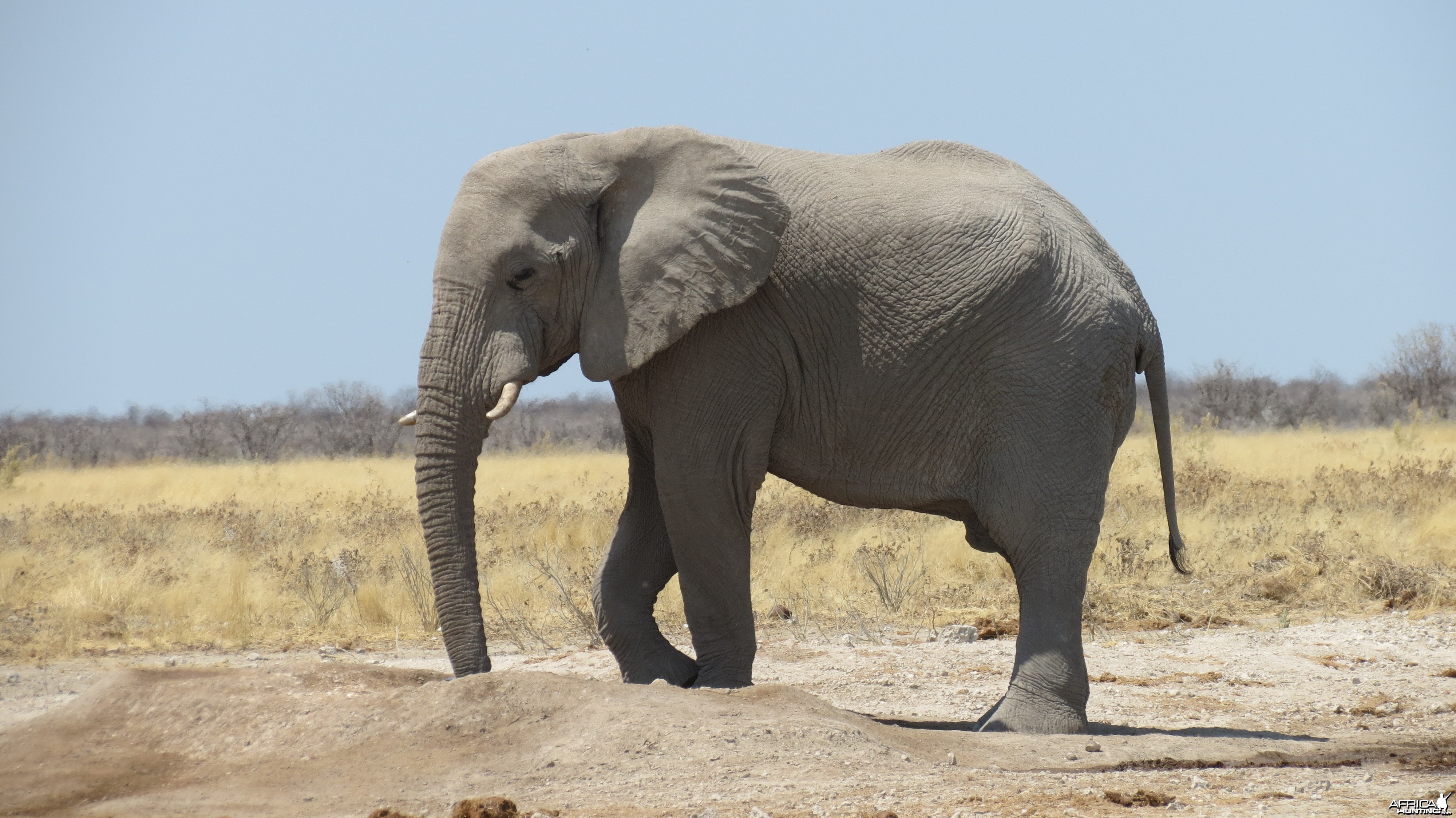 Elephant at Etosha National Park