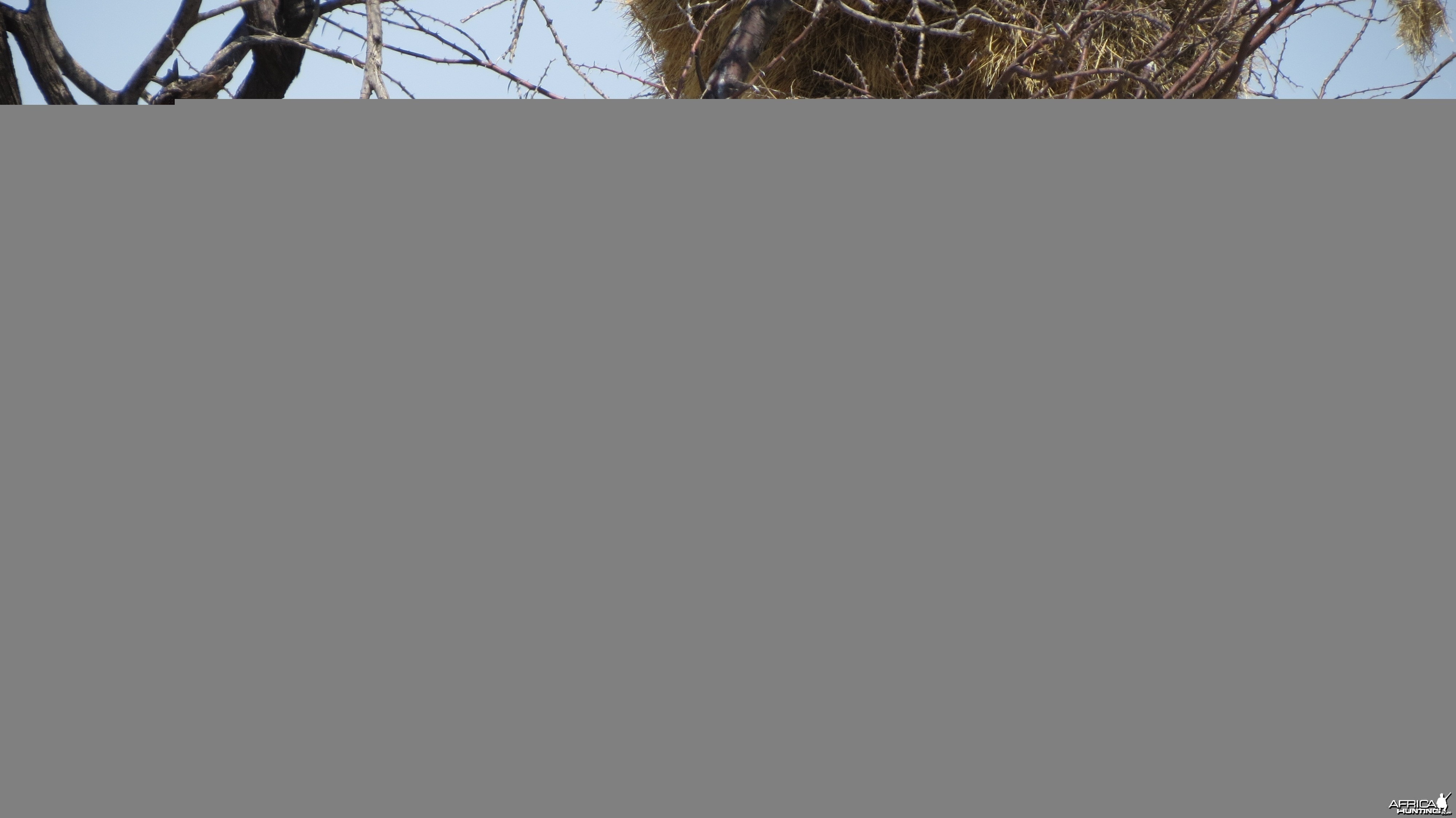 Community Weaver Nest at Etosha National Park