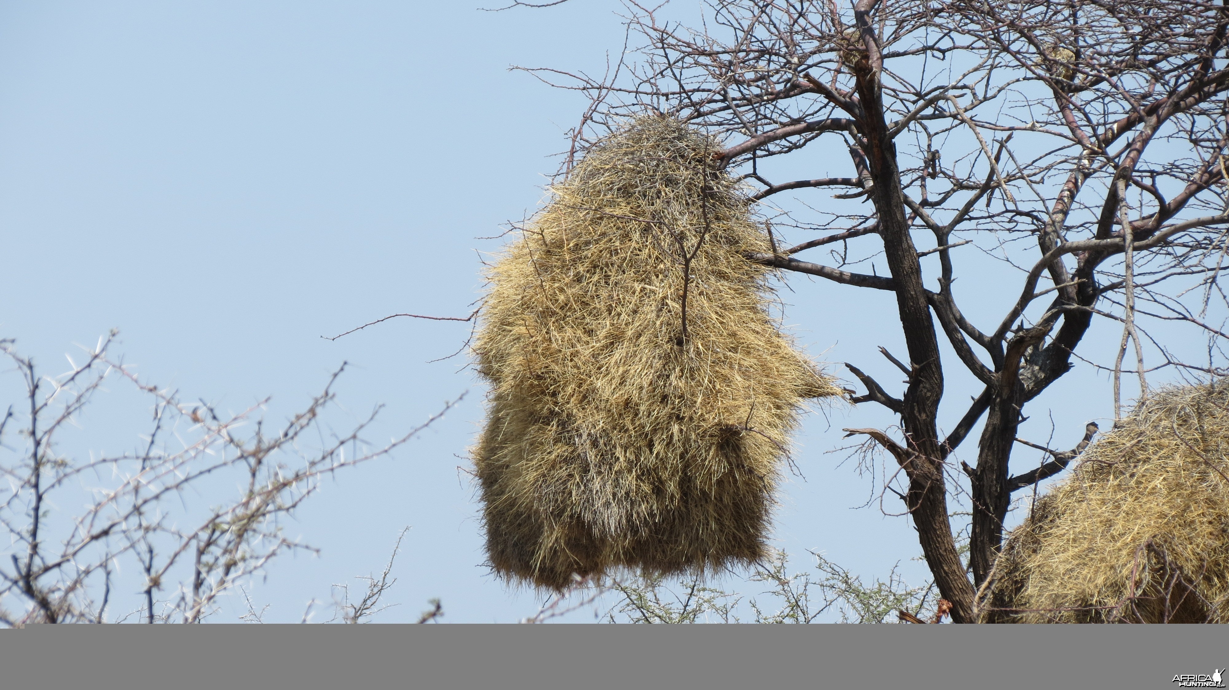 Community Weaver Nest at Etosha National Park