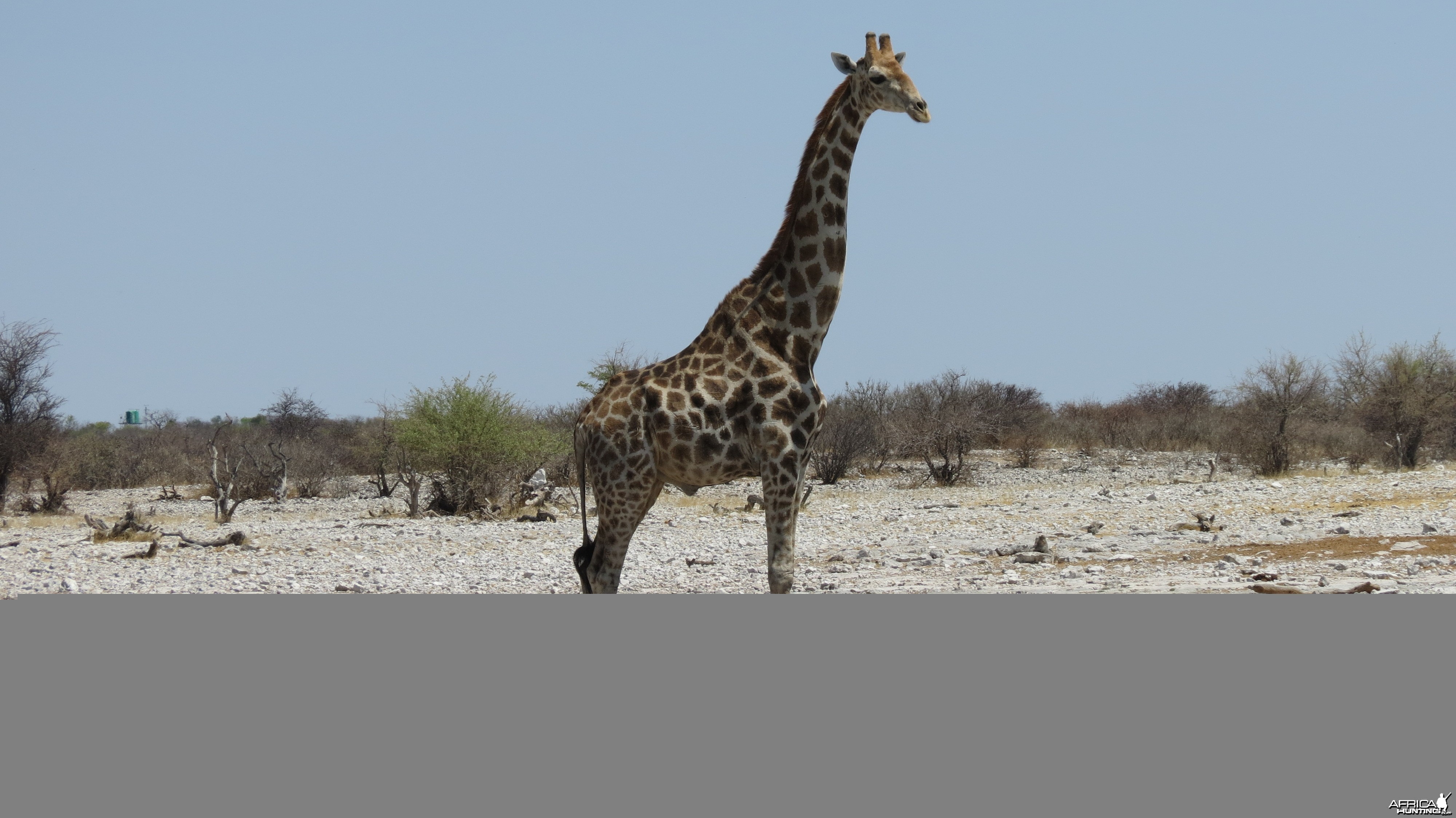 Giraffe at Etosha National Park