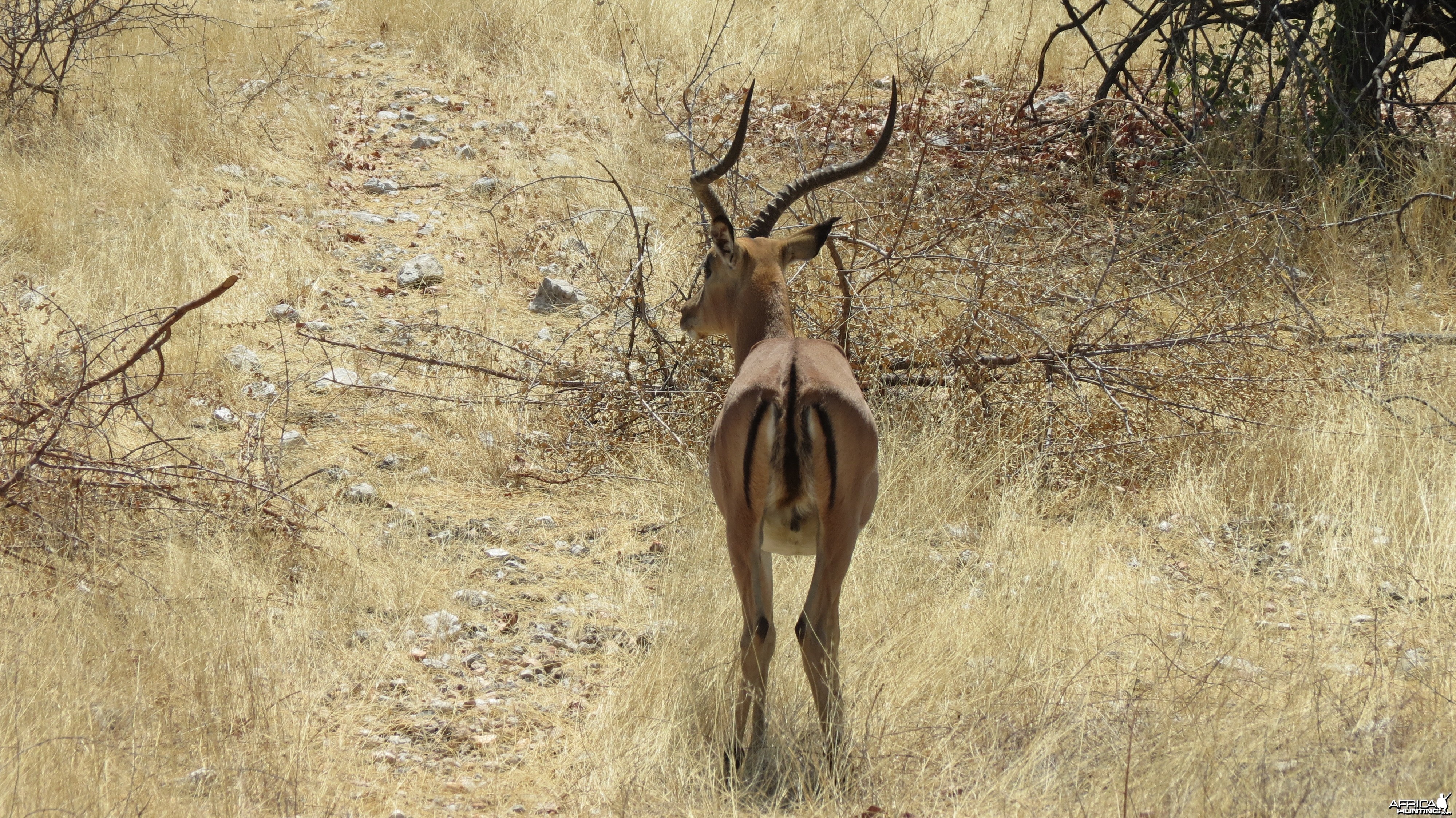 Black-Faced Impala at Etosha National Park