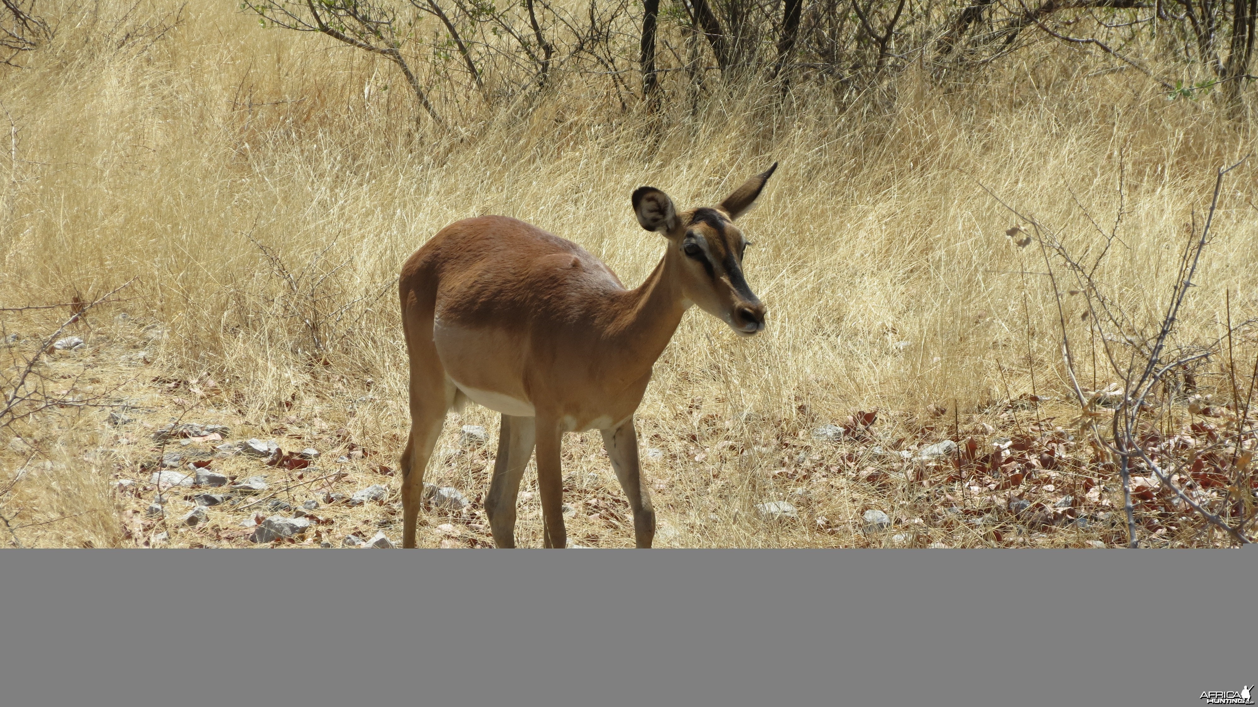 Black-Faced Impala at Etosha National Park