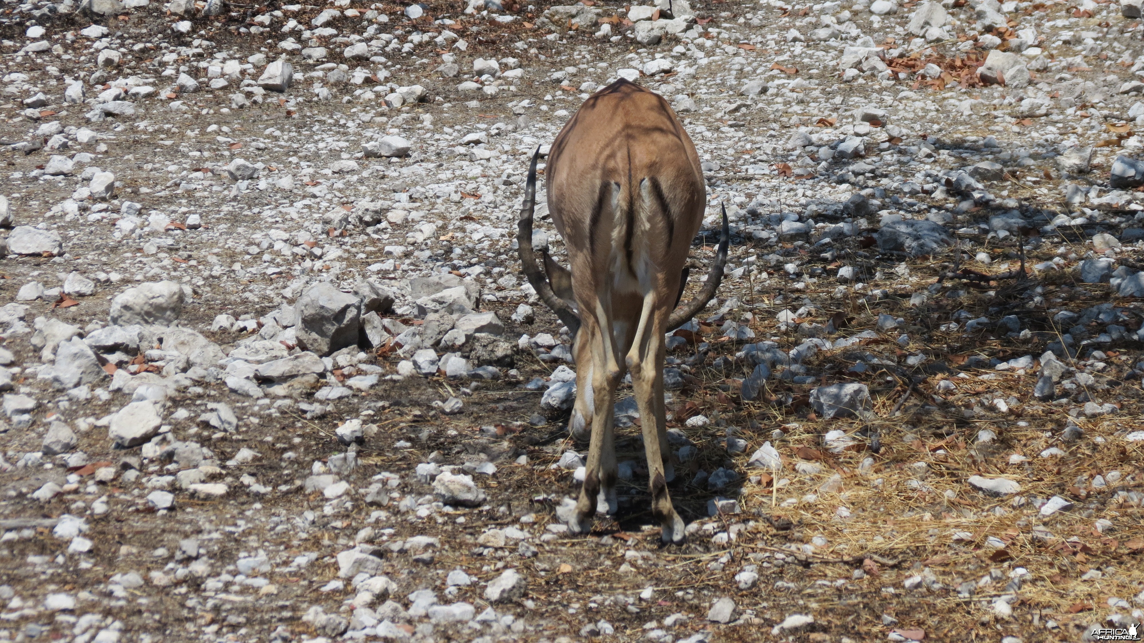 Black-Faced Impala at Etosha National Park