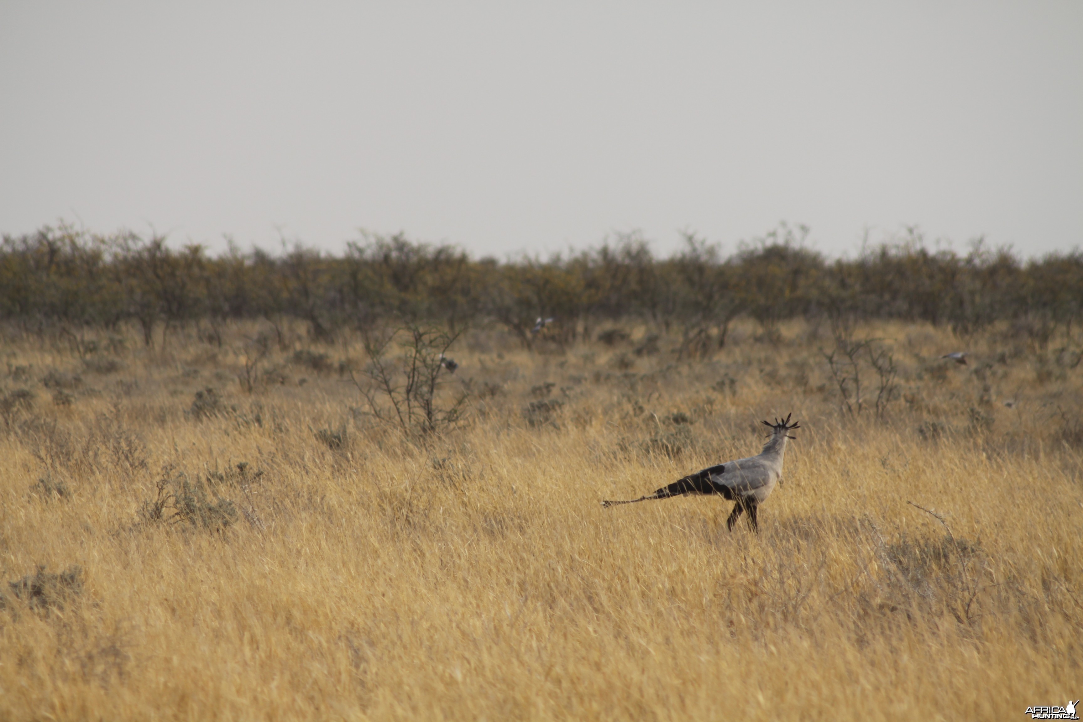 Secretary Bird at Etosha National Park