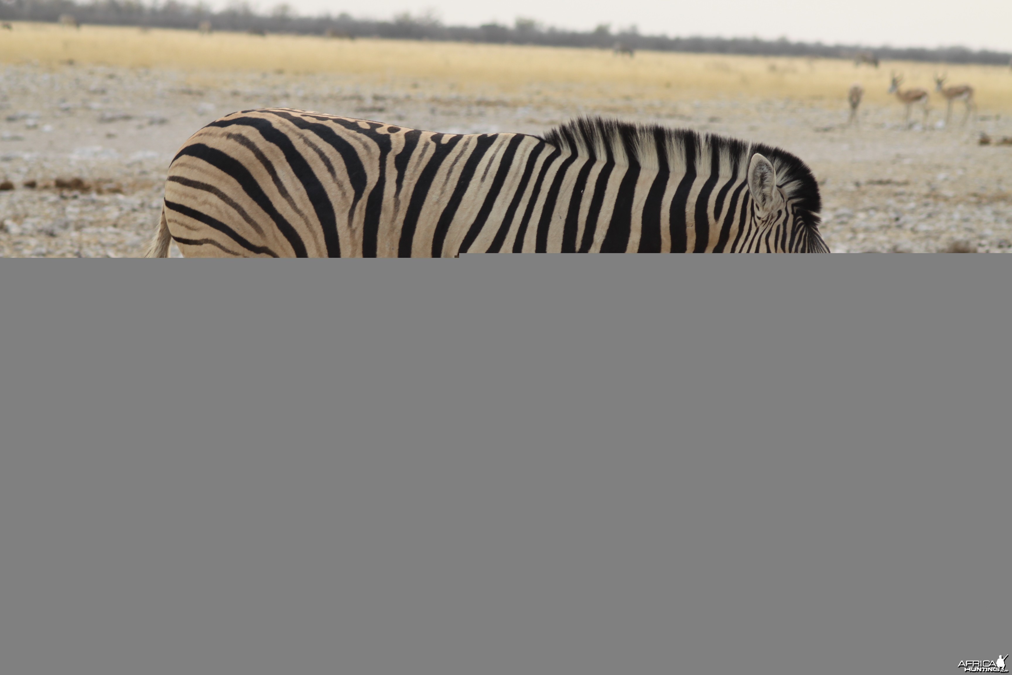 Zebra at Etosha National Park