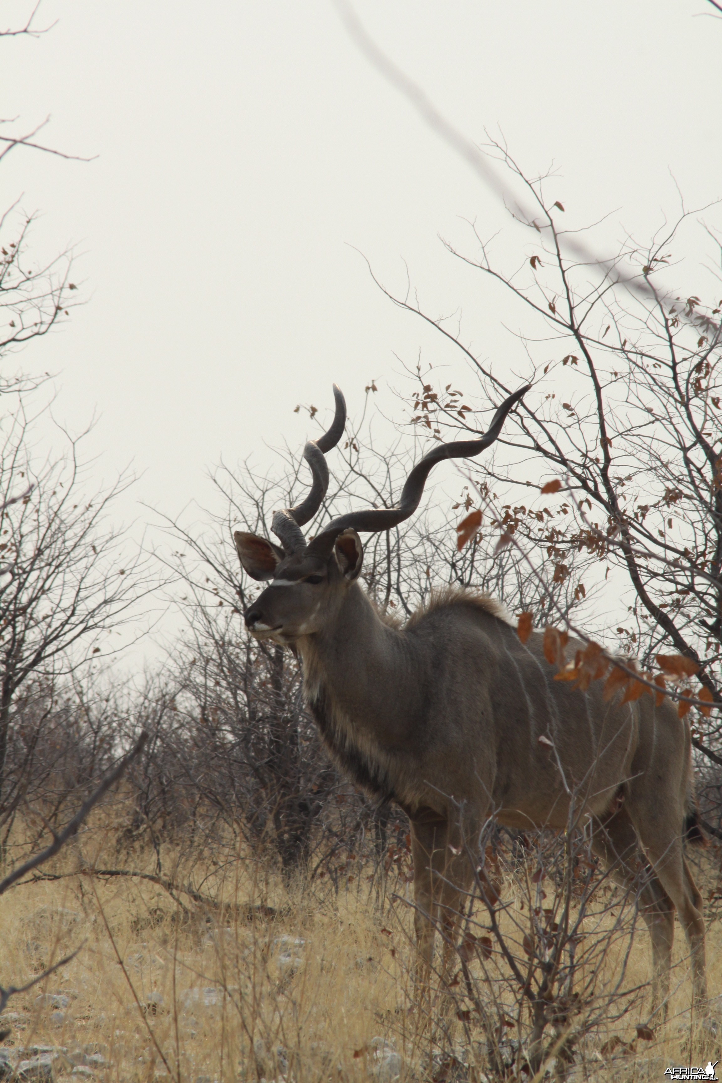 Greater Kudu at Etosha National Park