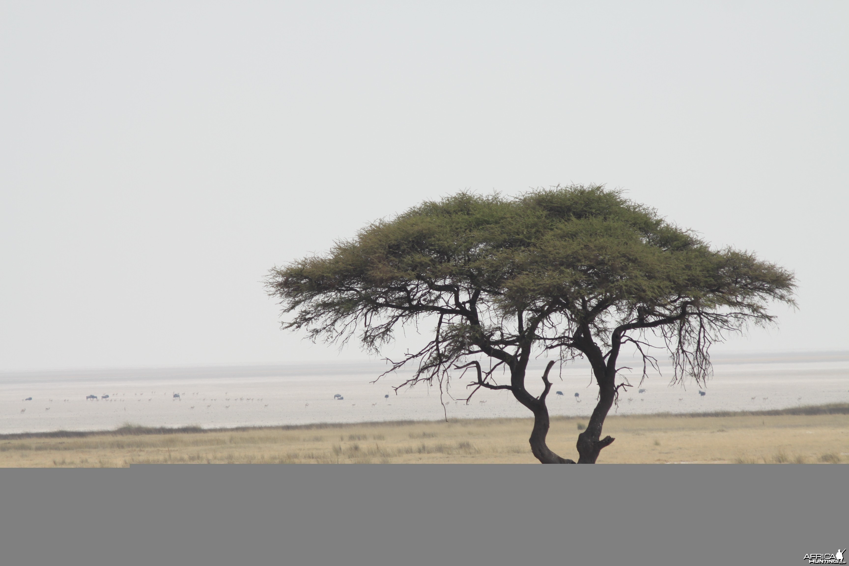 Etosha National Park