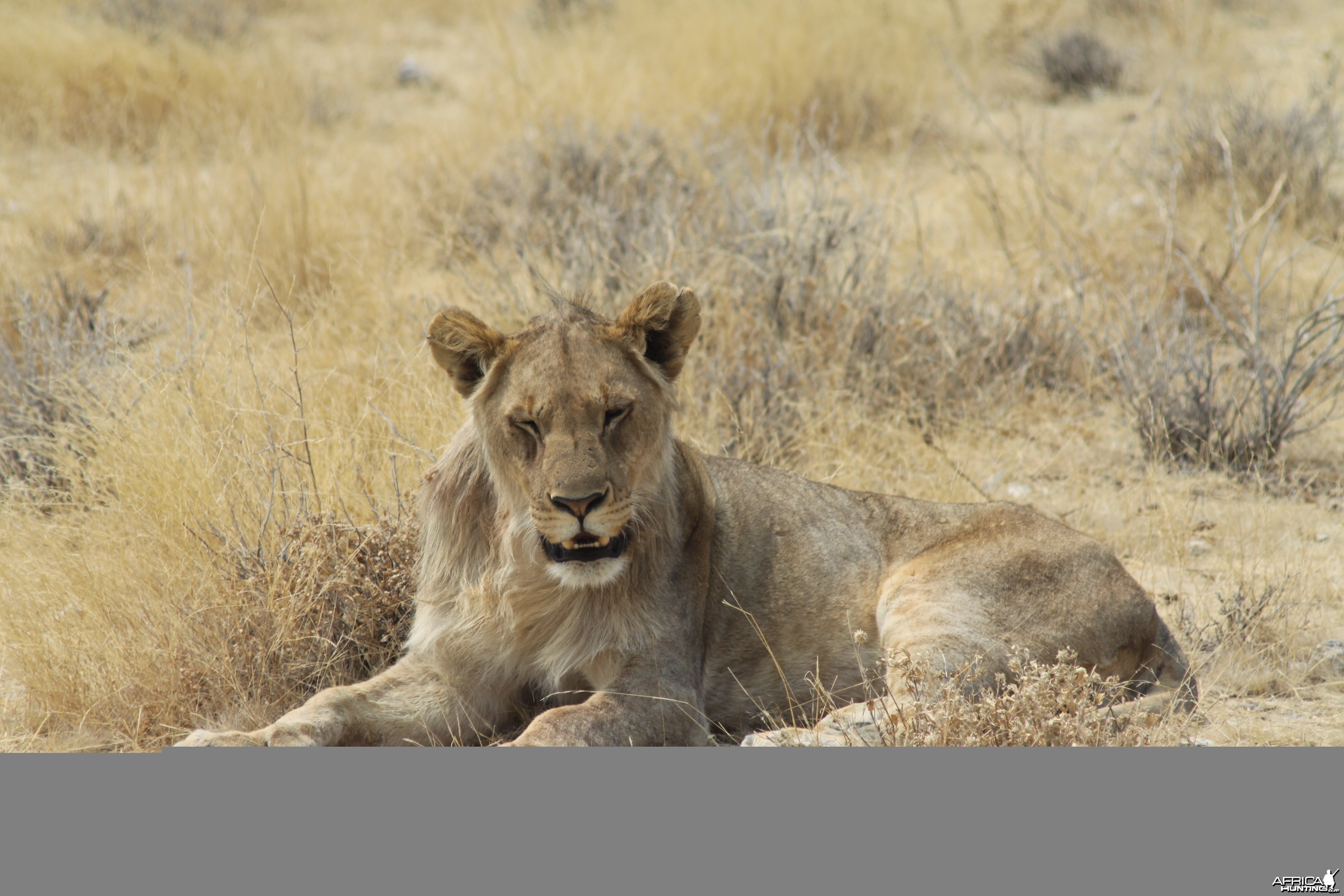 Lion at Etosha National Park