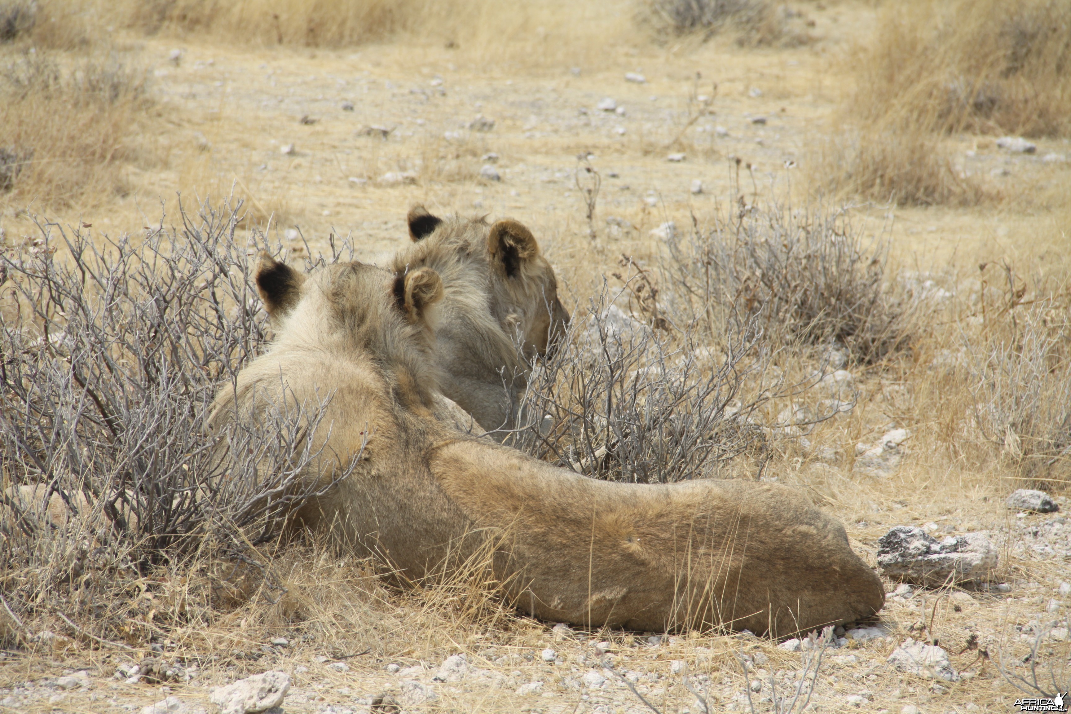 Lion at Etosha National Park