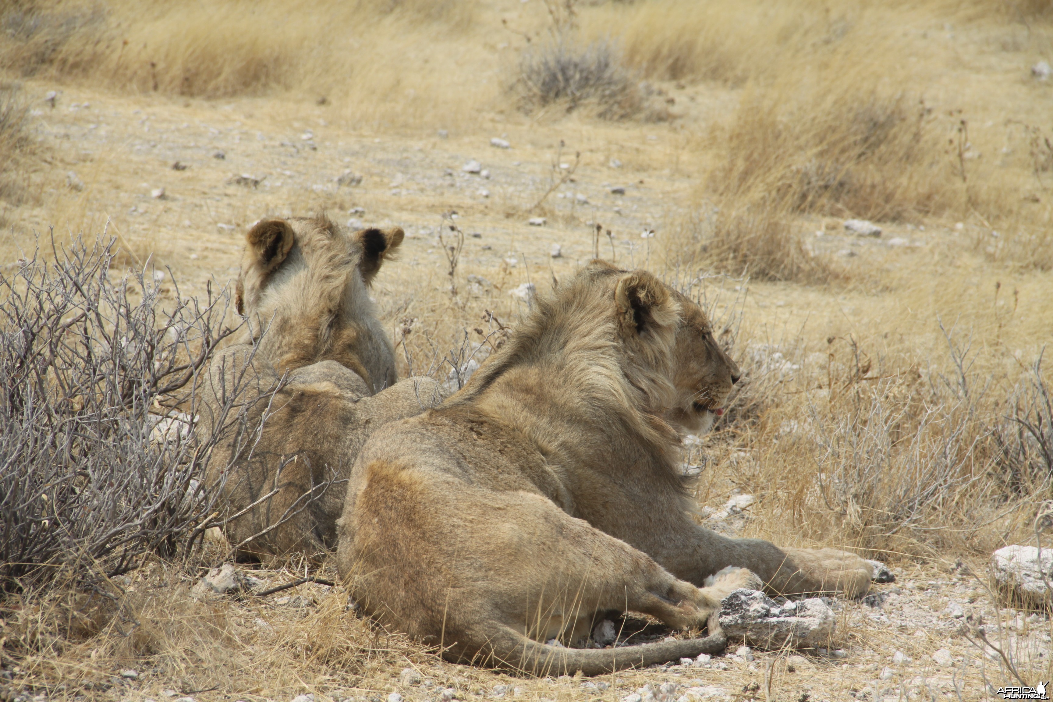 Lion at Etosha National Park