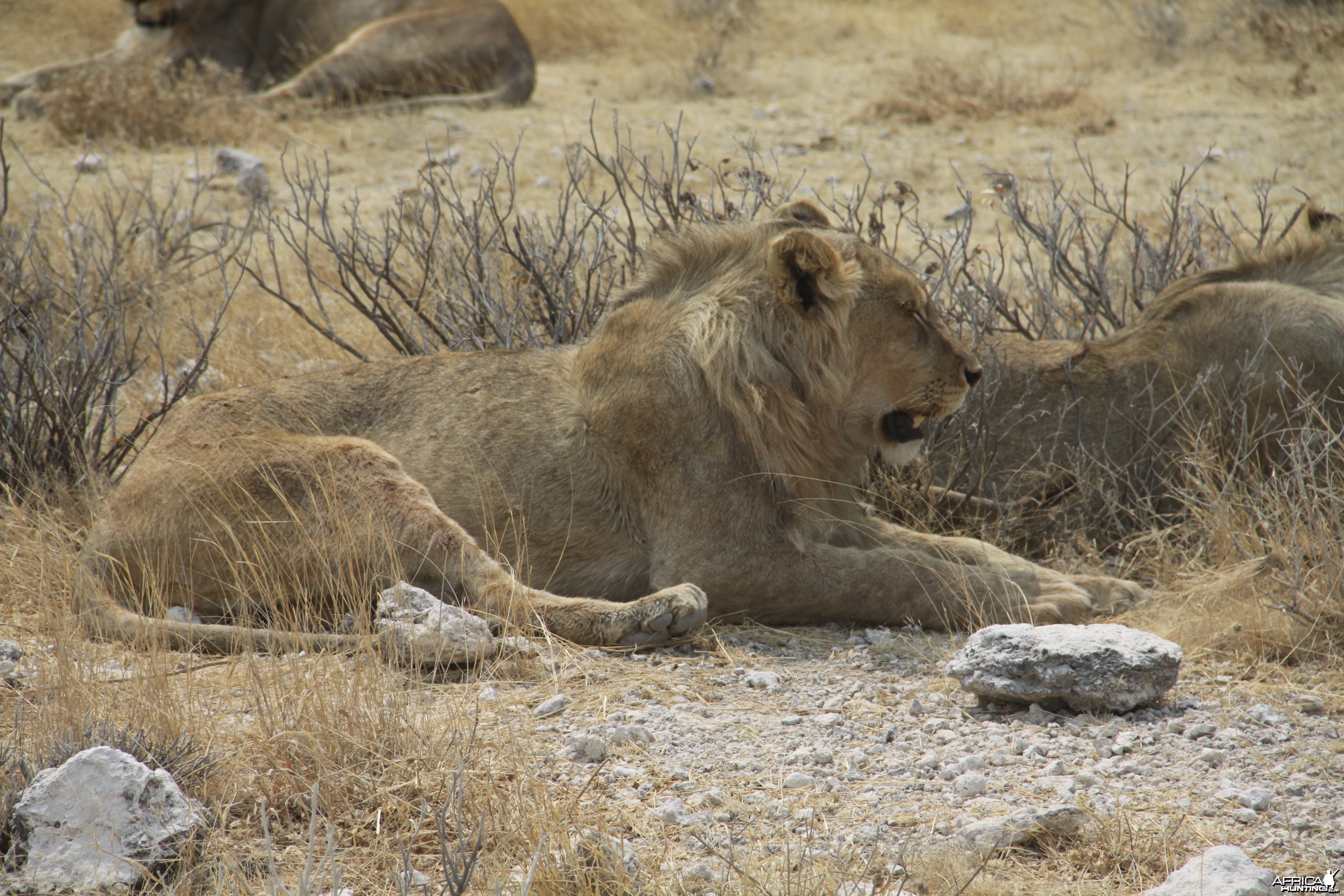 Lion at Etosha National Park