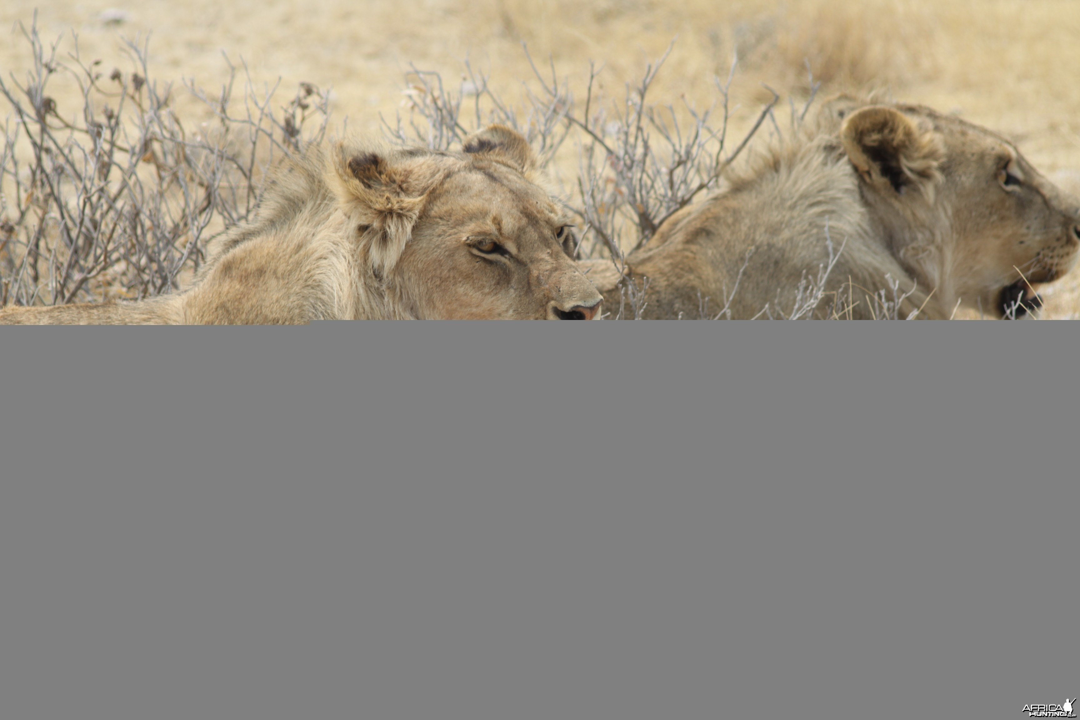 Lion at Etosha National Park