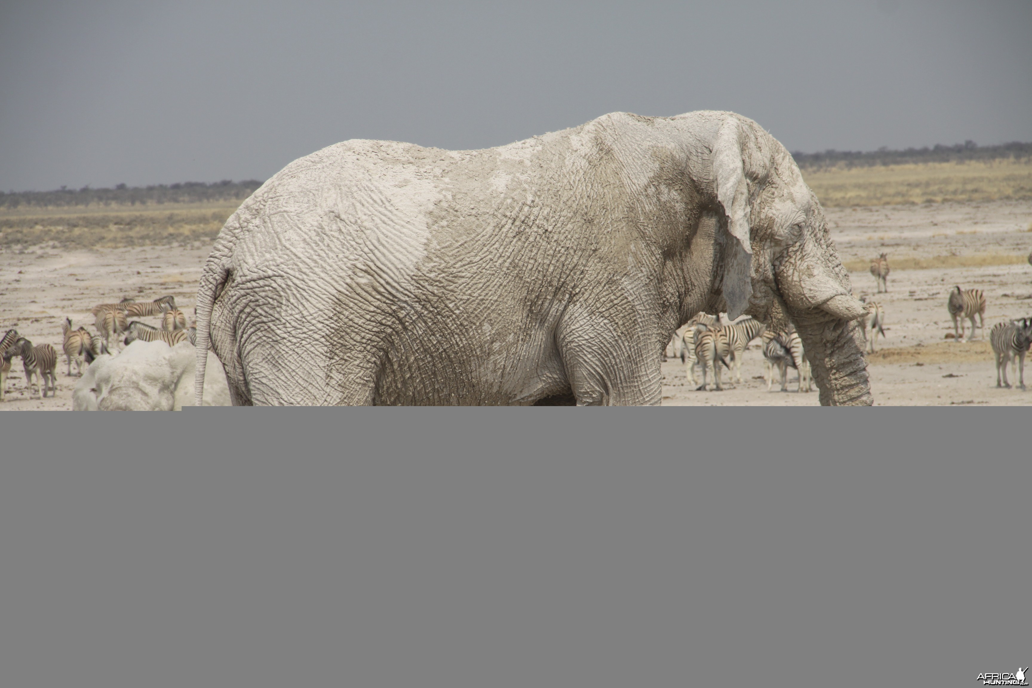 Elephant at Etosha National Park