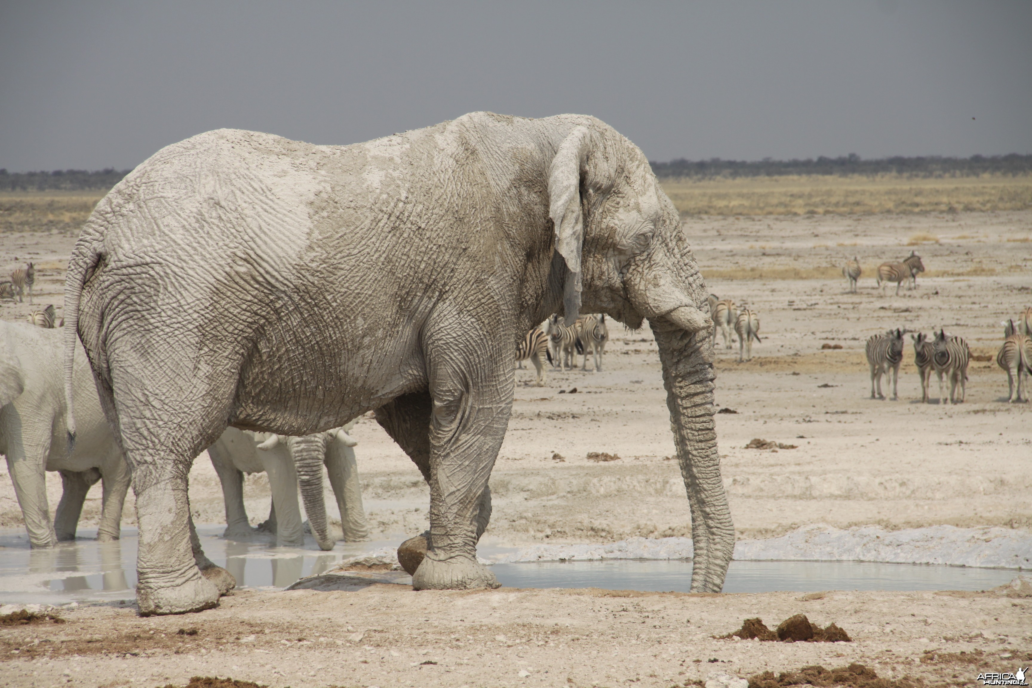 Elephant at Etosha National Park