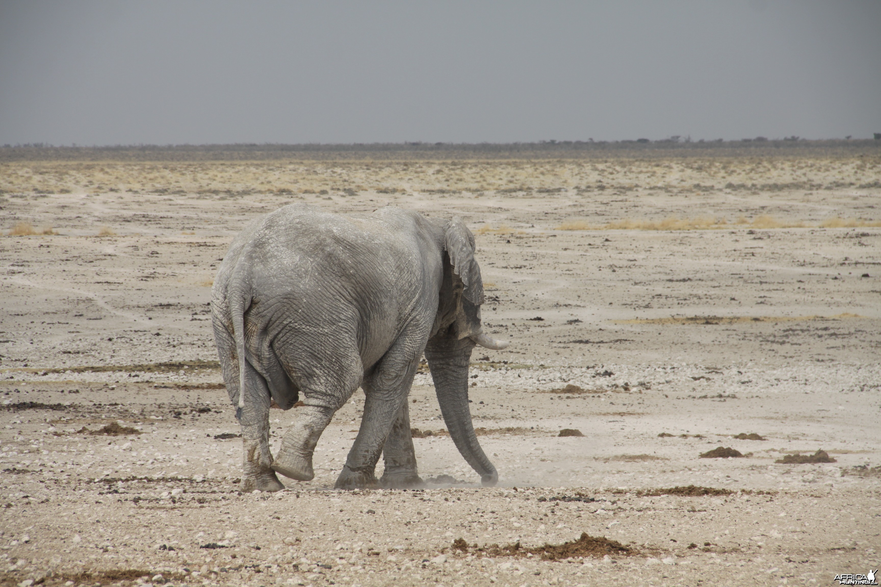 Elephant at Etosha National Park