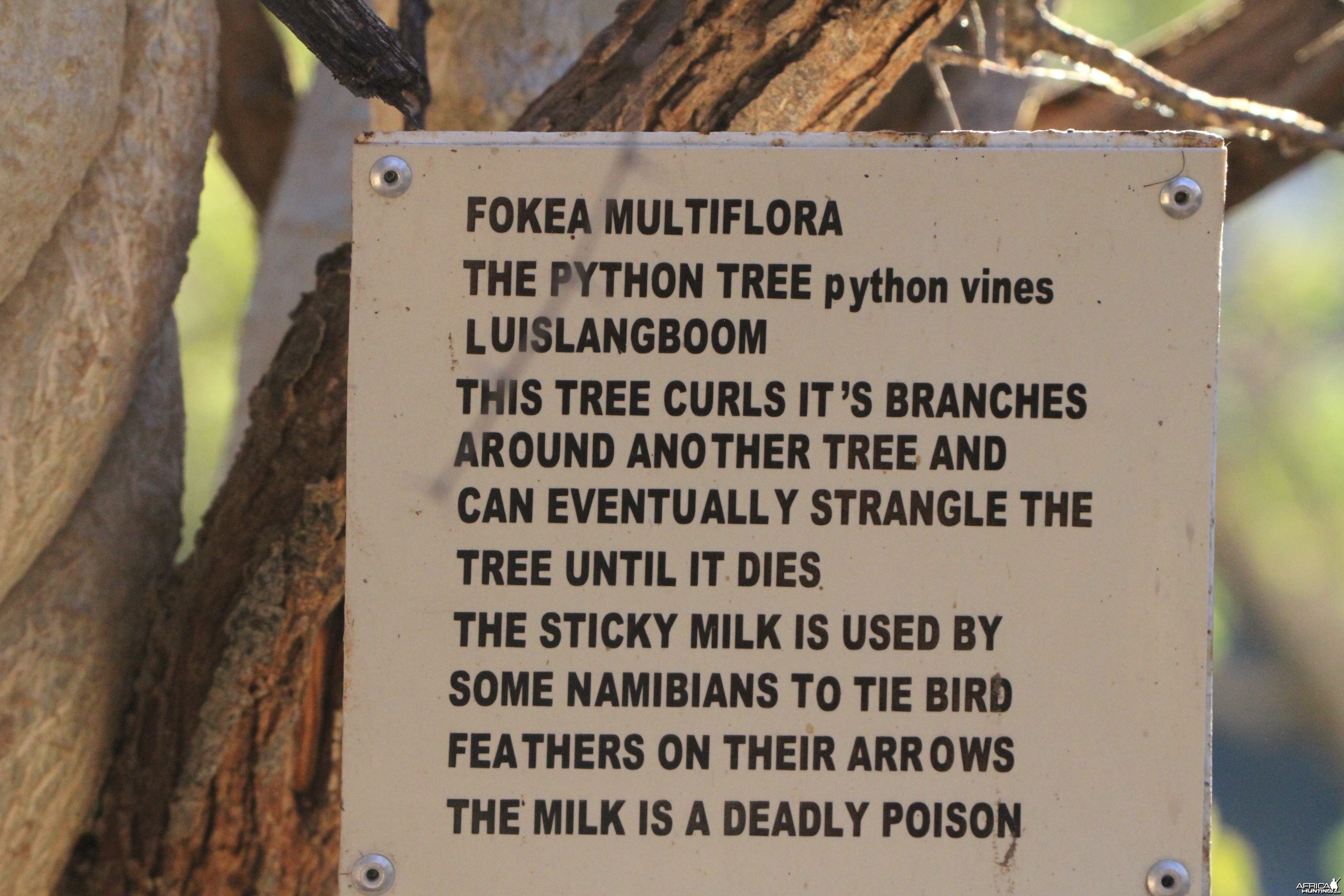 Tree at Otjikoto Lake in Namibia