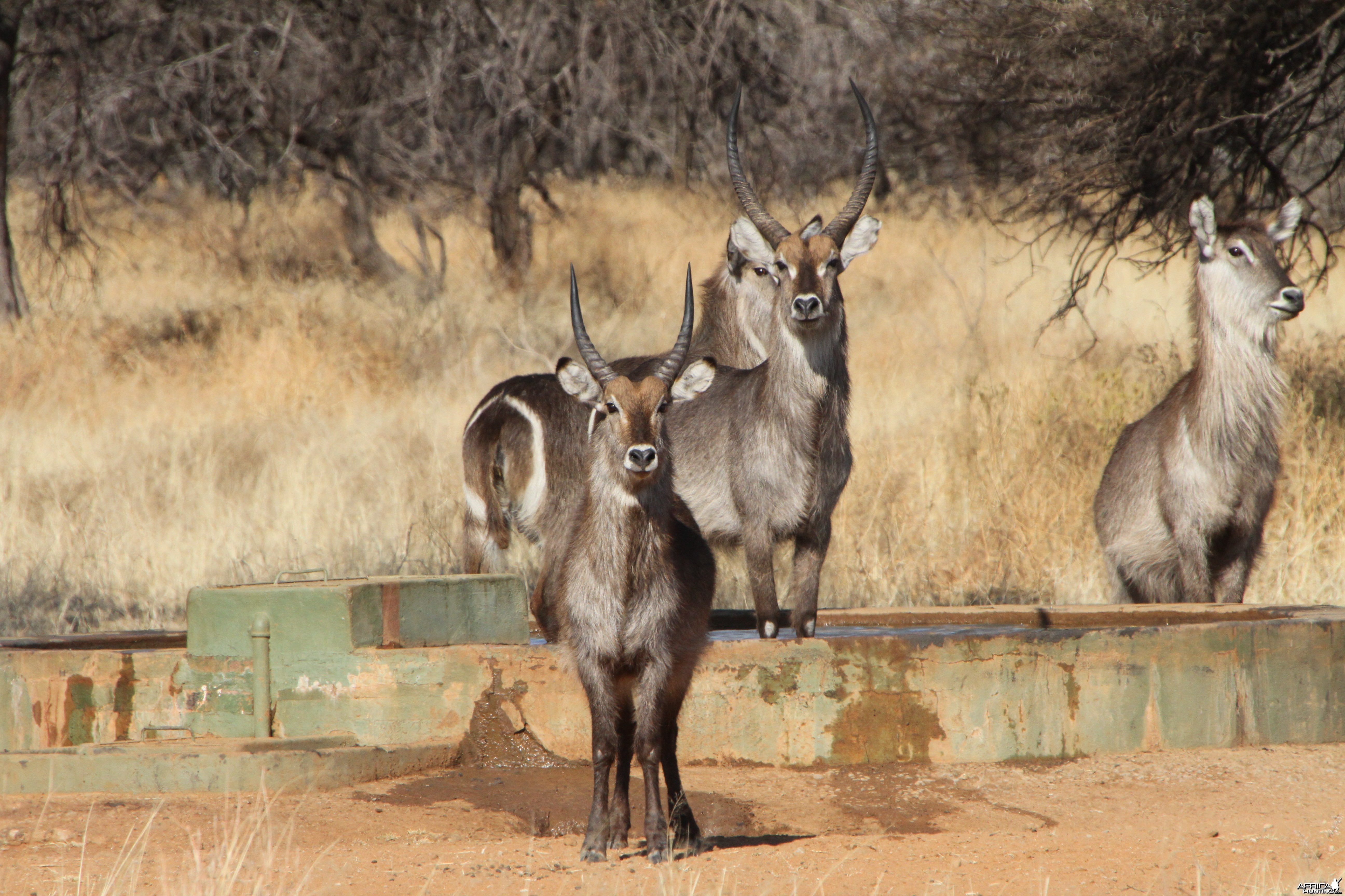 Waterbuck Namibia