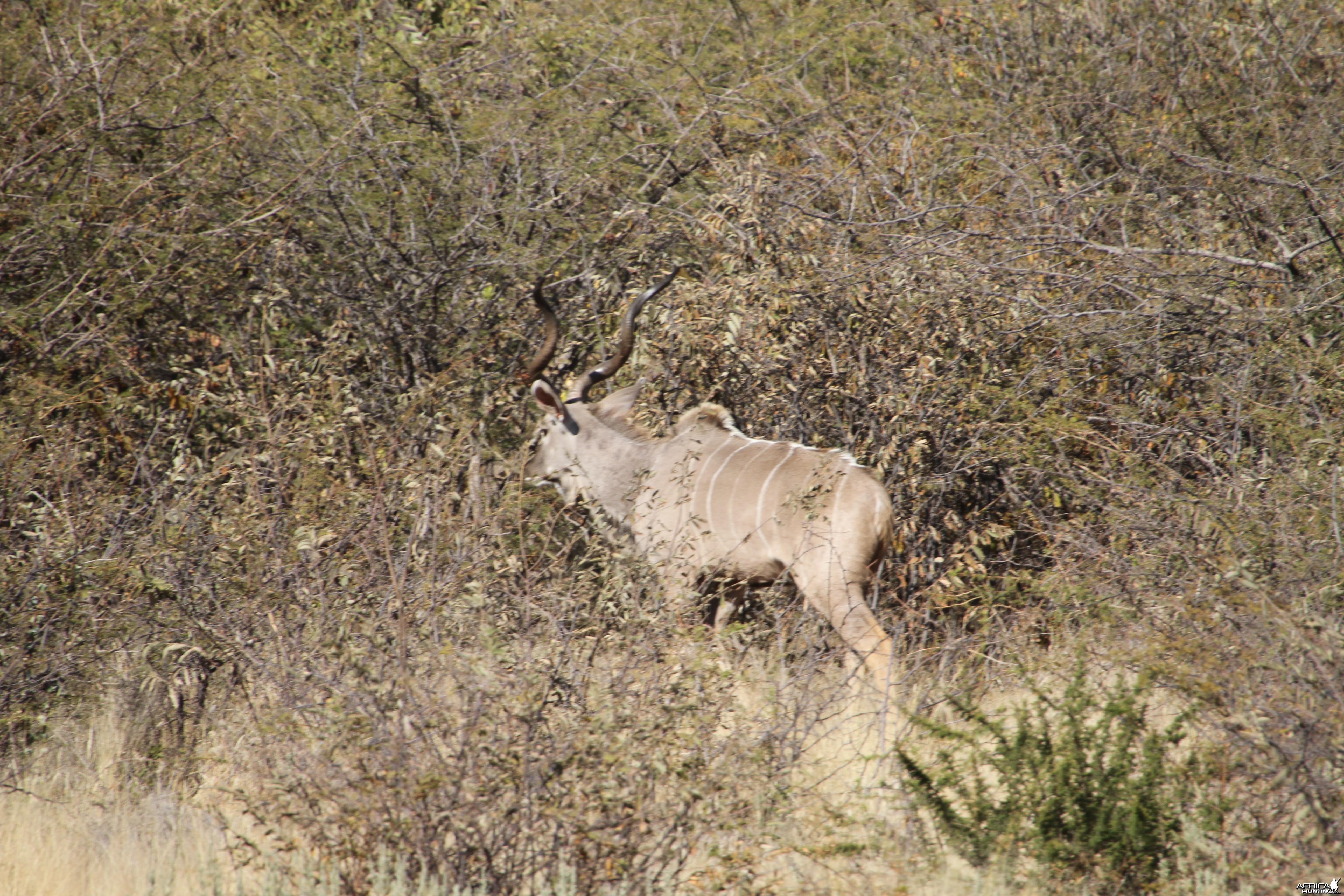 Kudu Namibia