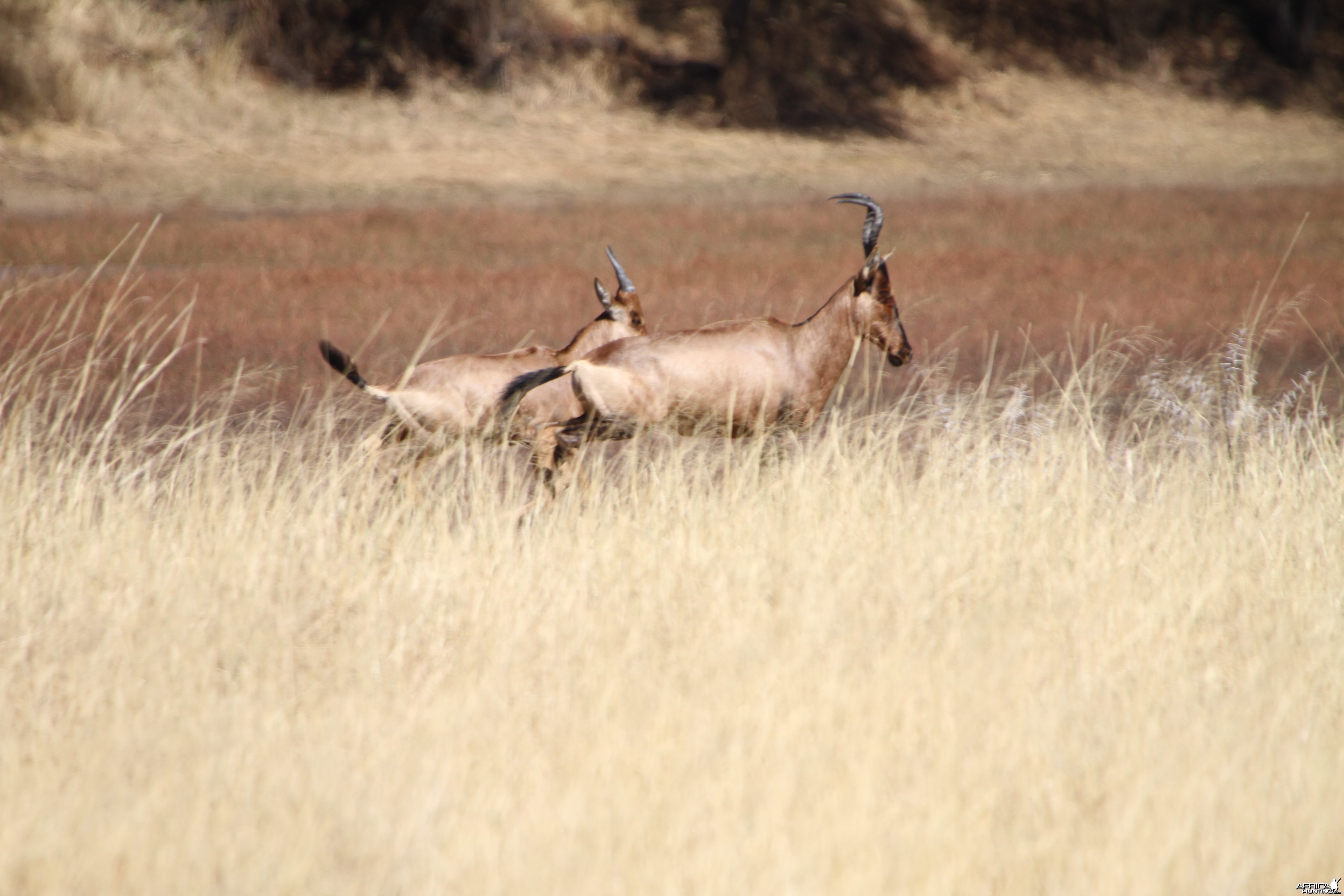 Red Hartebeest Namibia