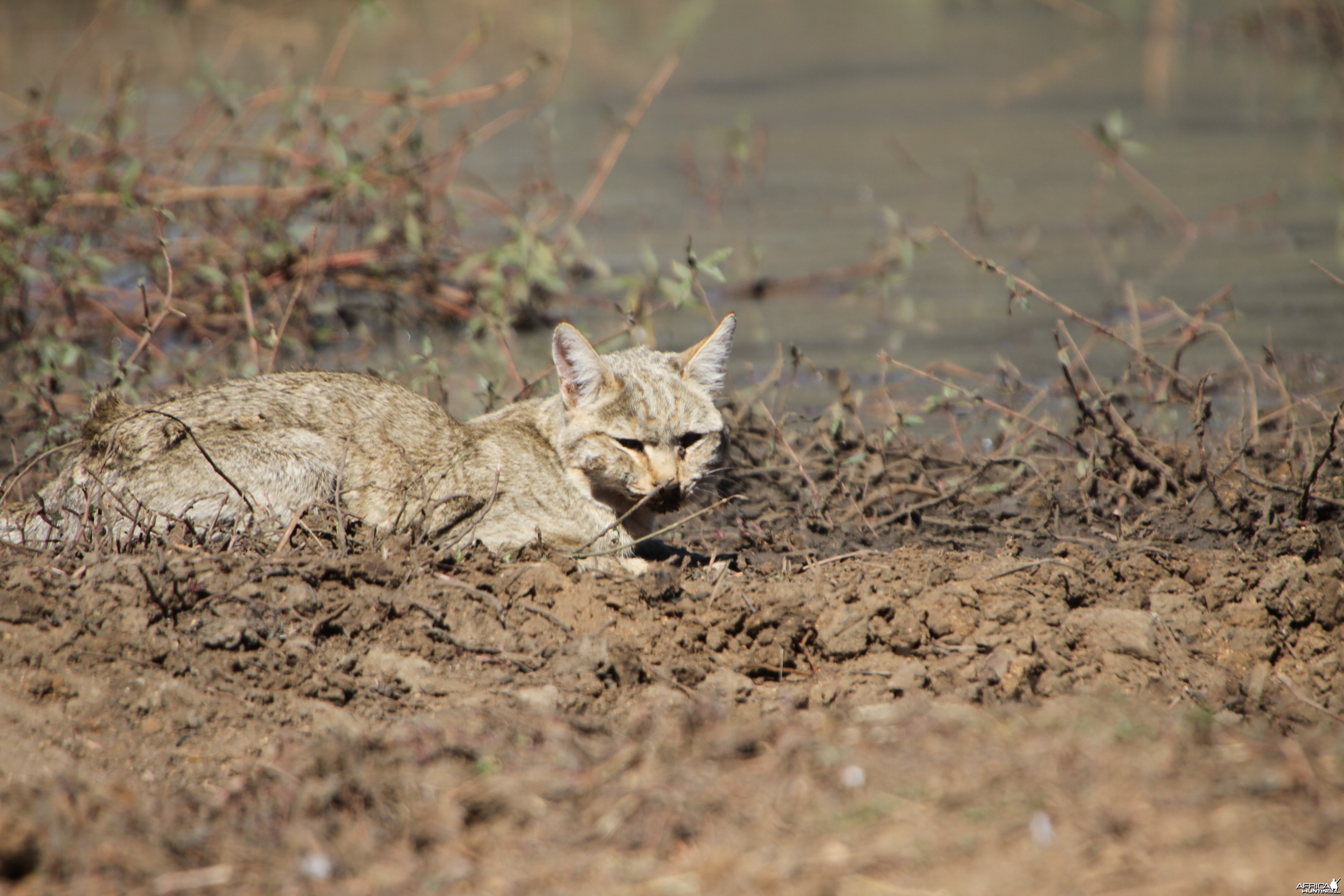 African Wildcat Namibia