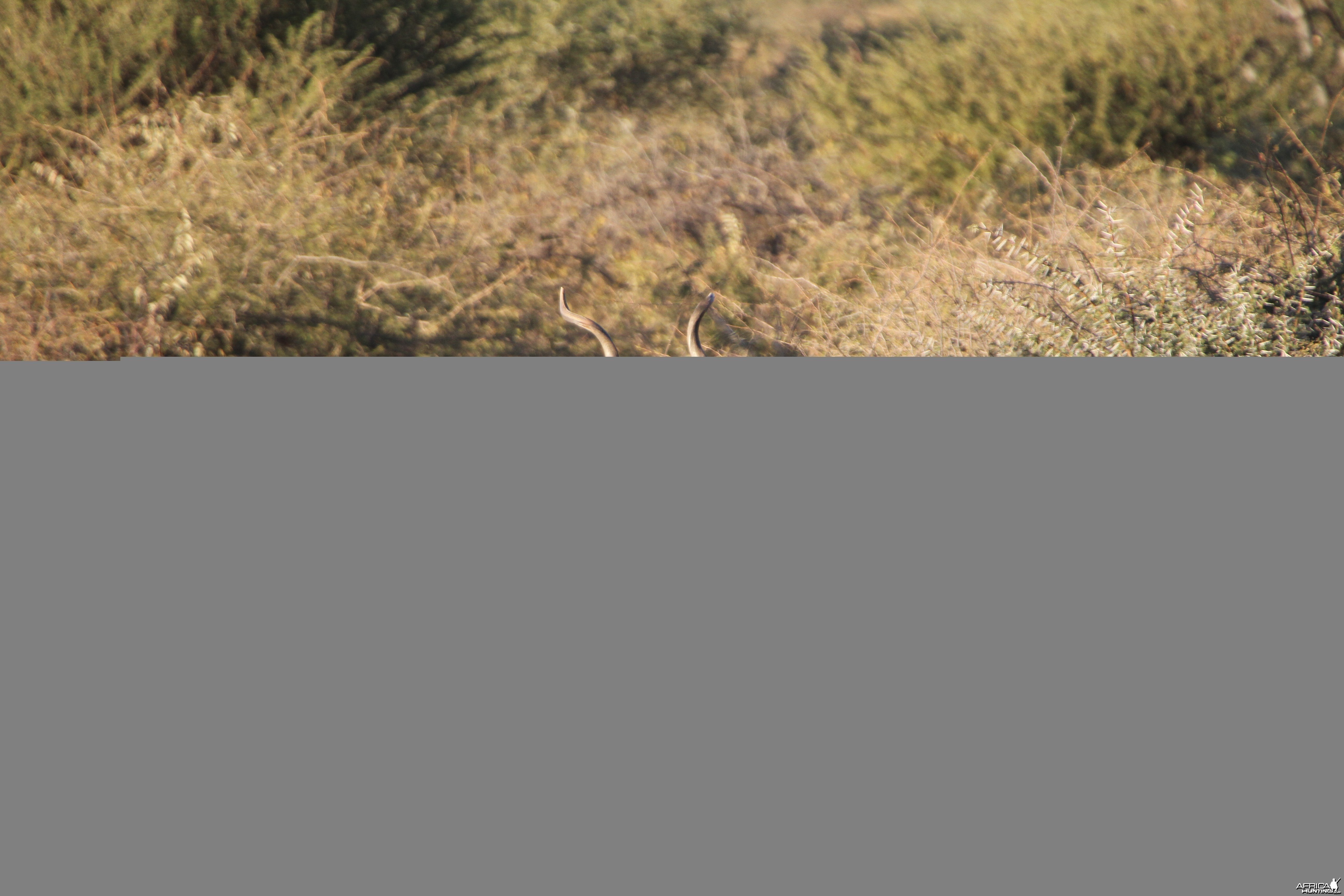 Kudu Namibia