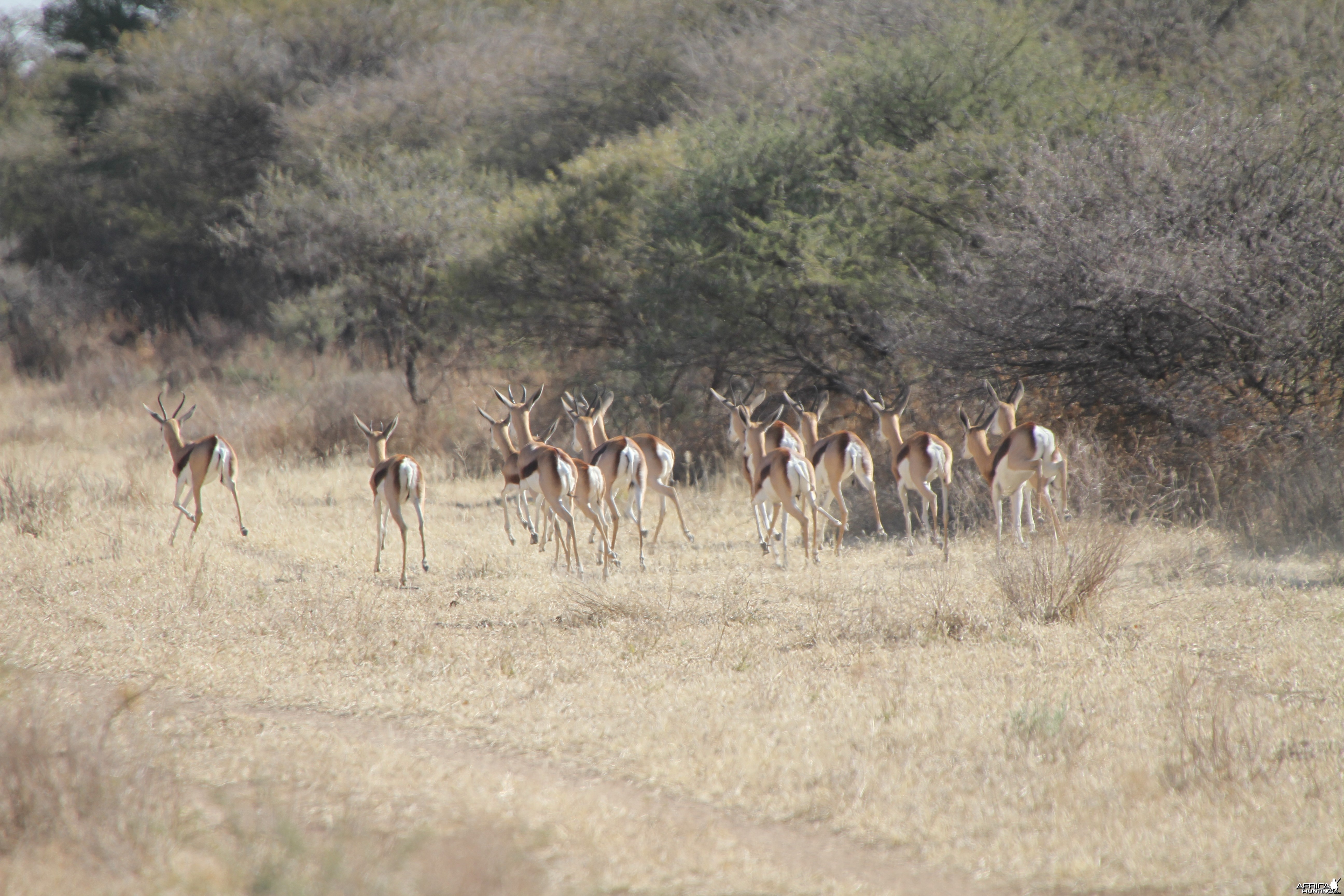 Springbok Namibia