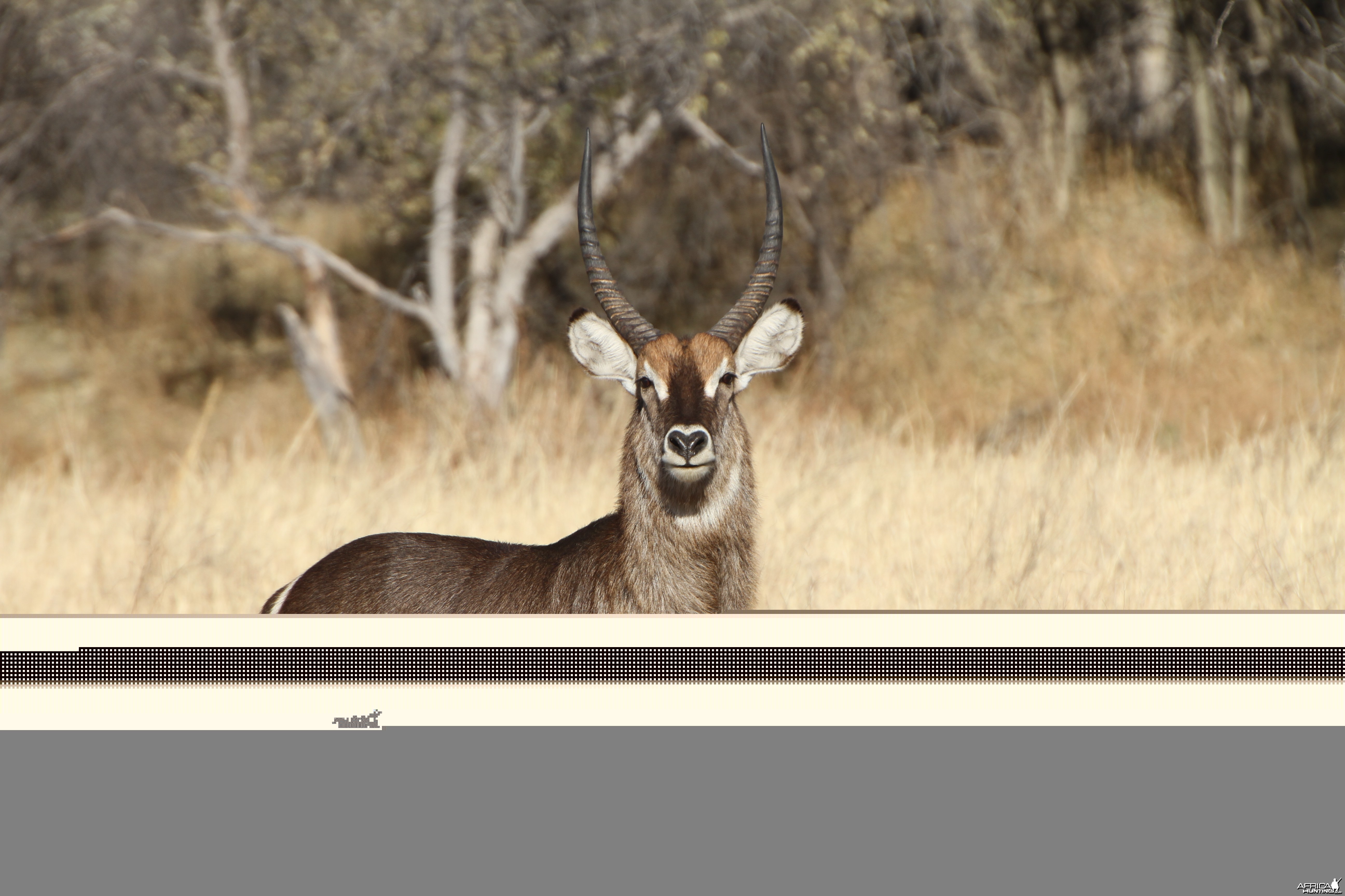 Waterbuck Namibia