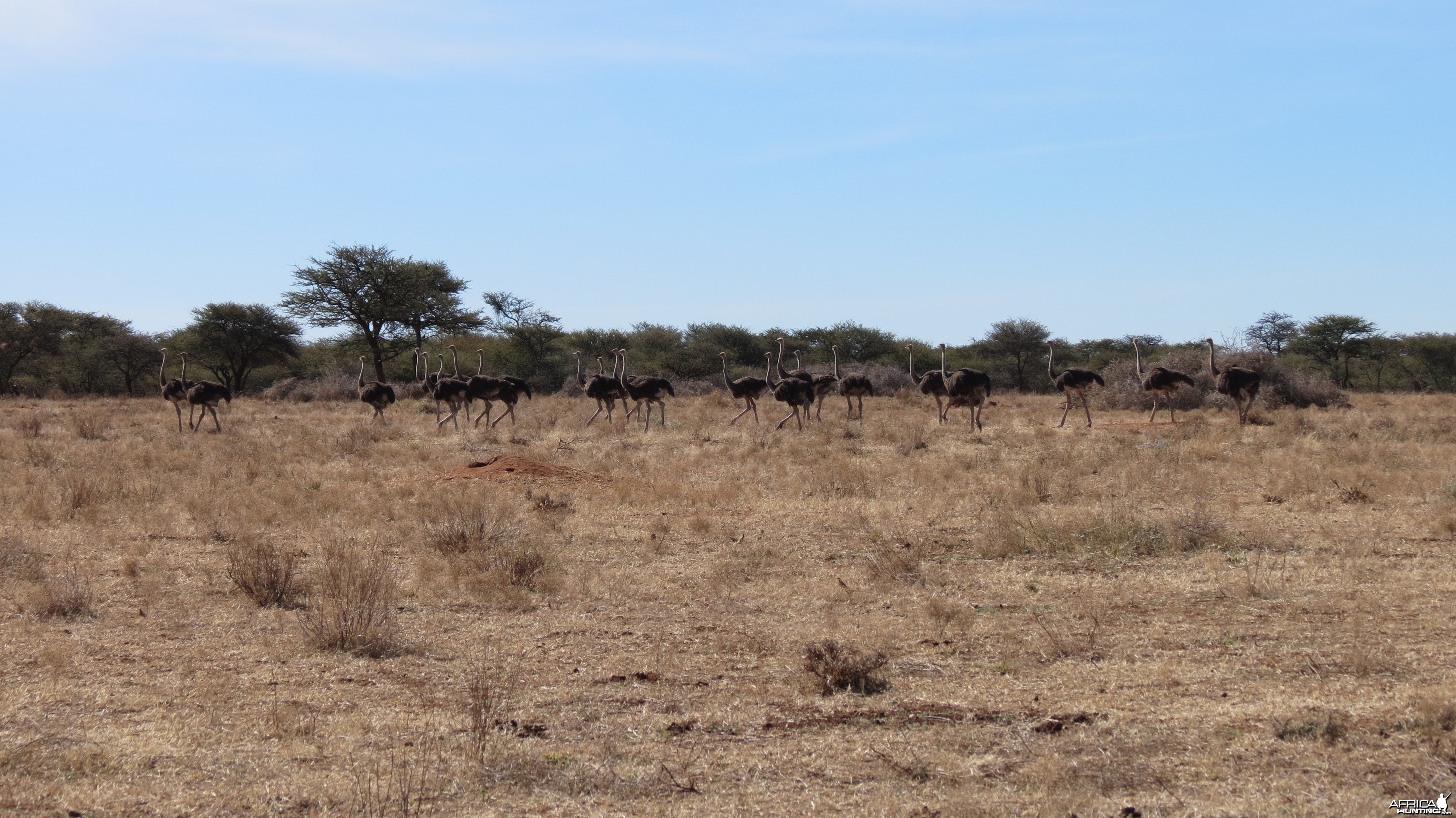 Ostrich Namibia