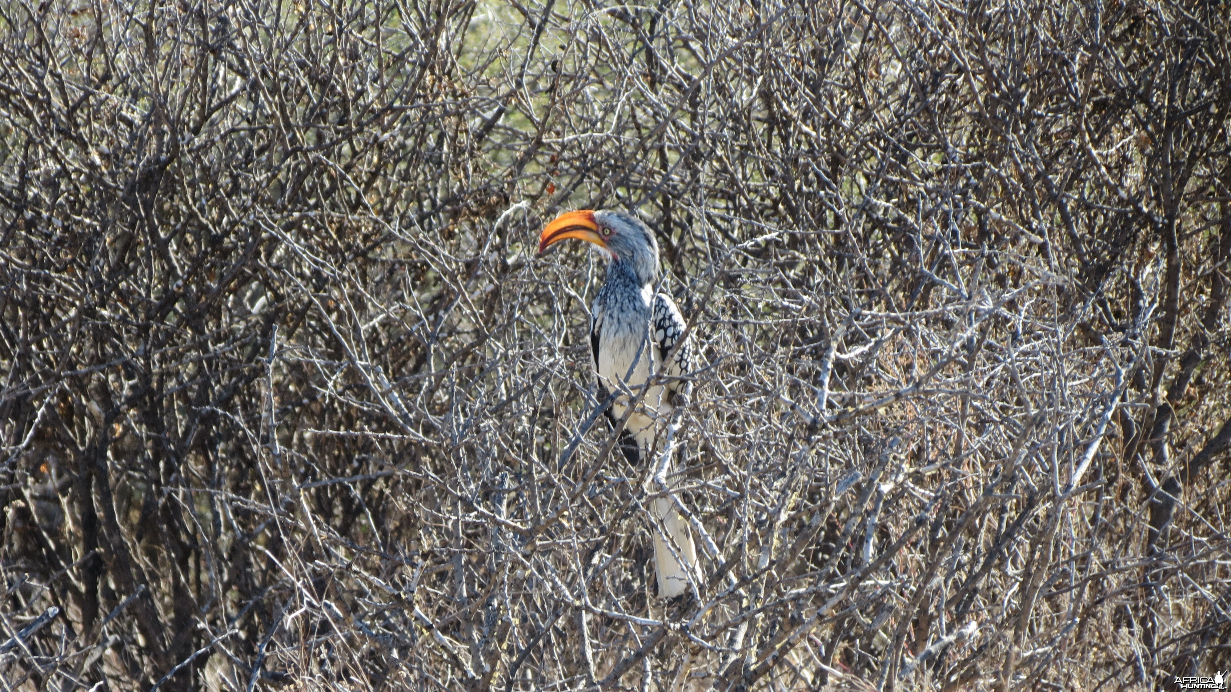 Bird Namibia