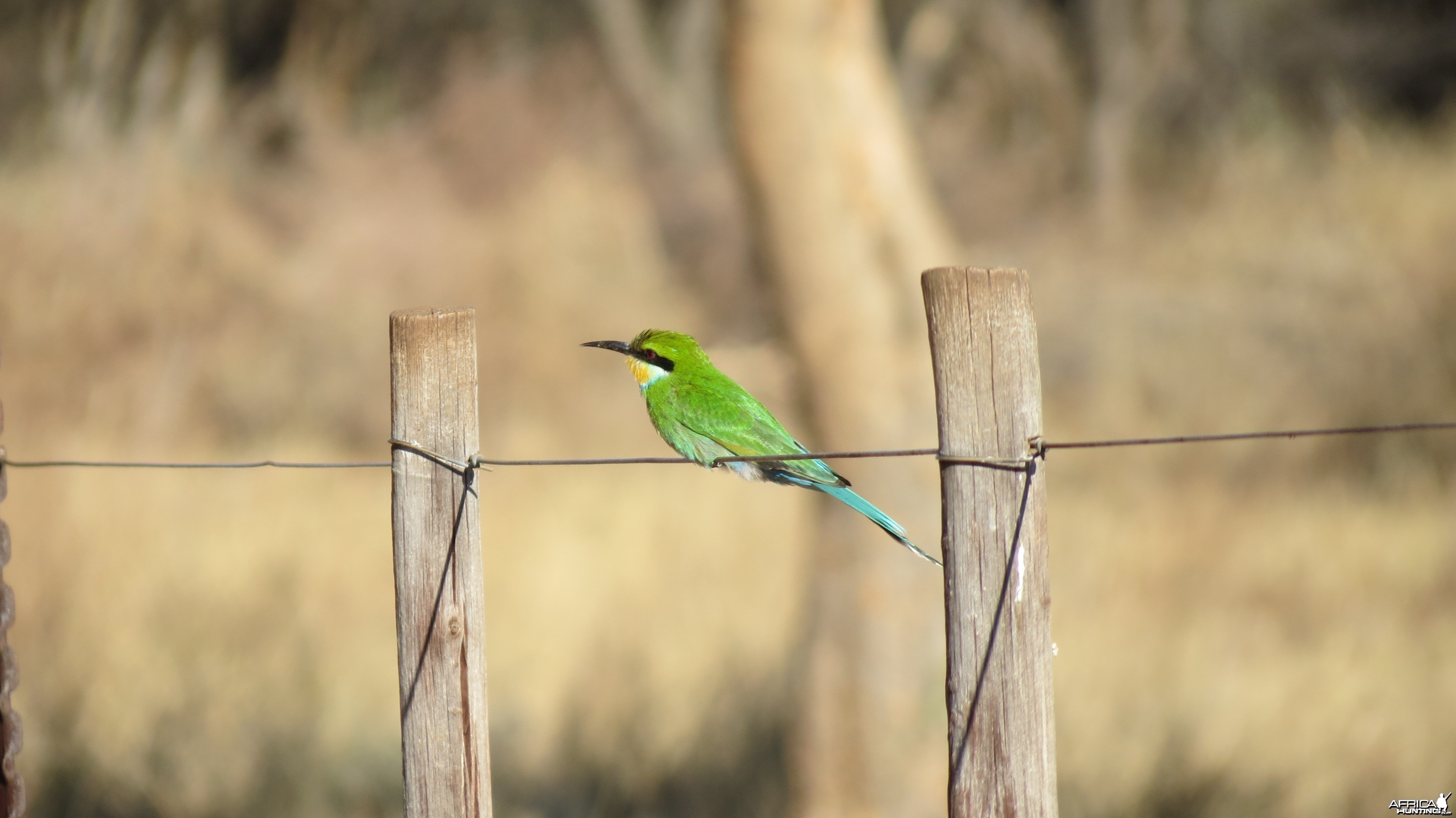Bird Namibia