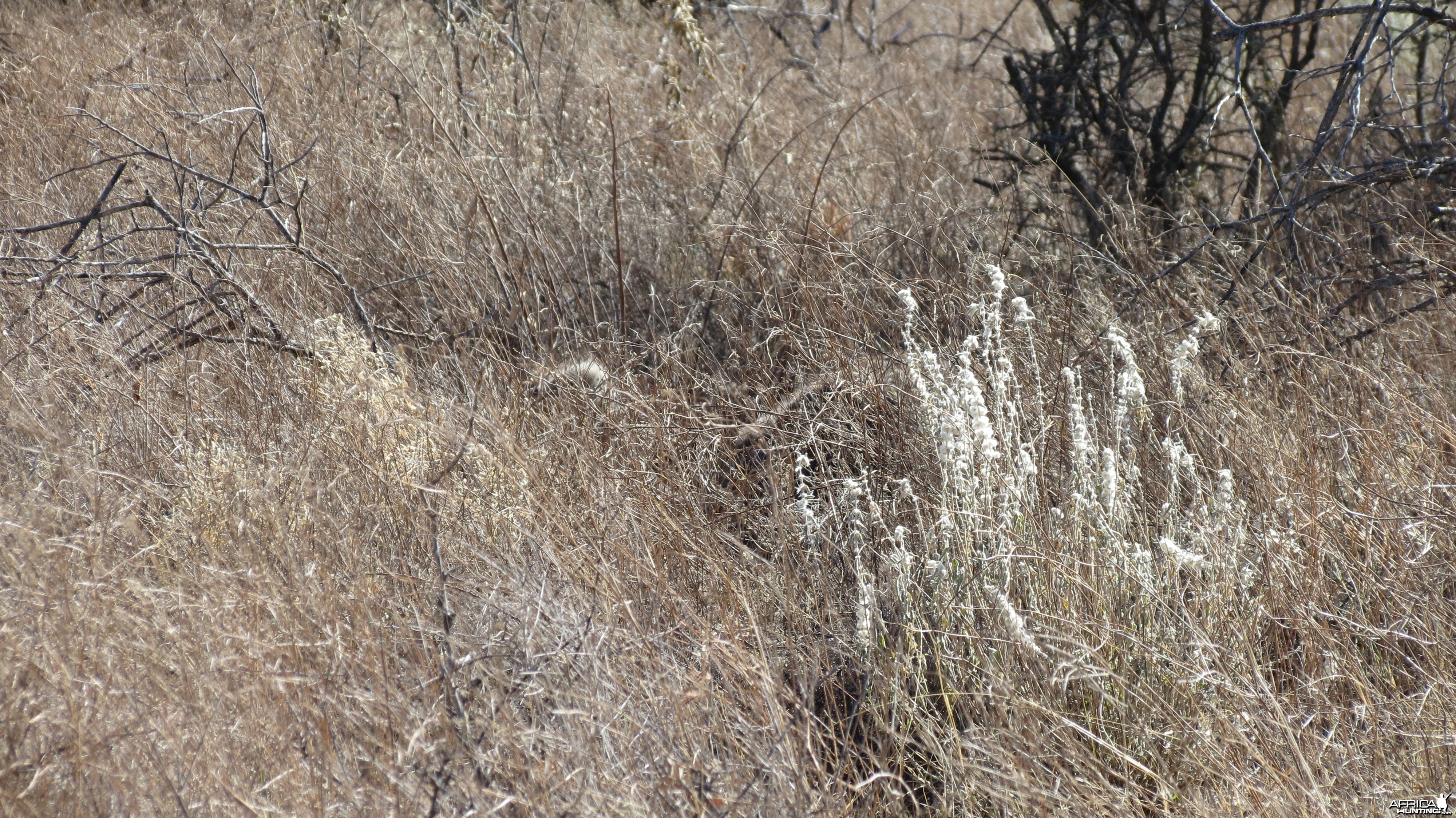 Ostrich on nest Namibia