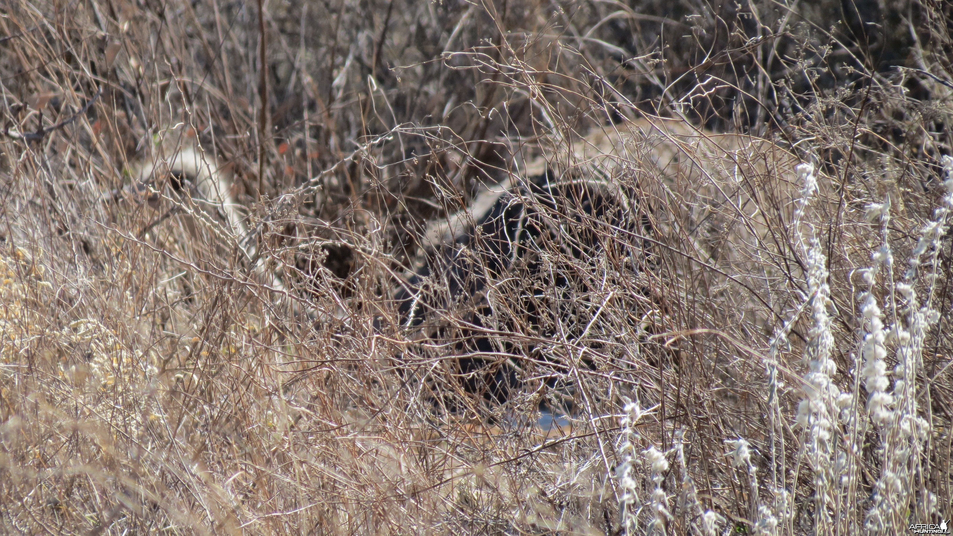 Ostrich on nest Namibia