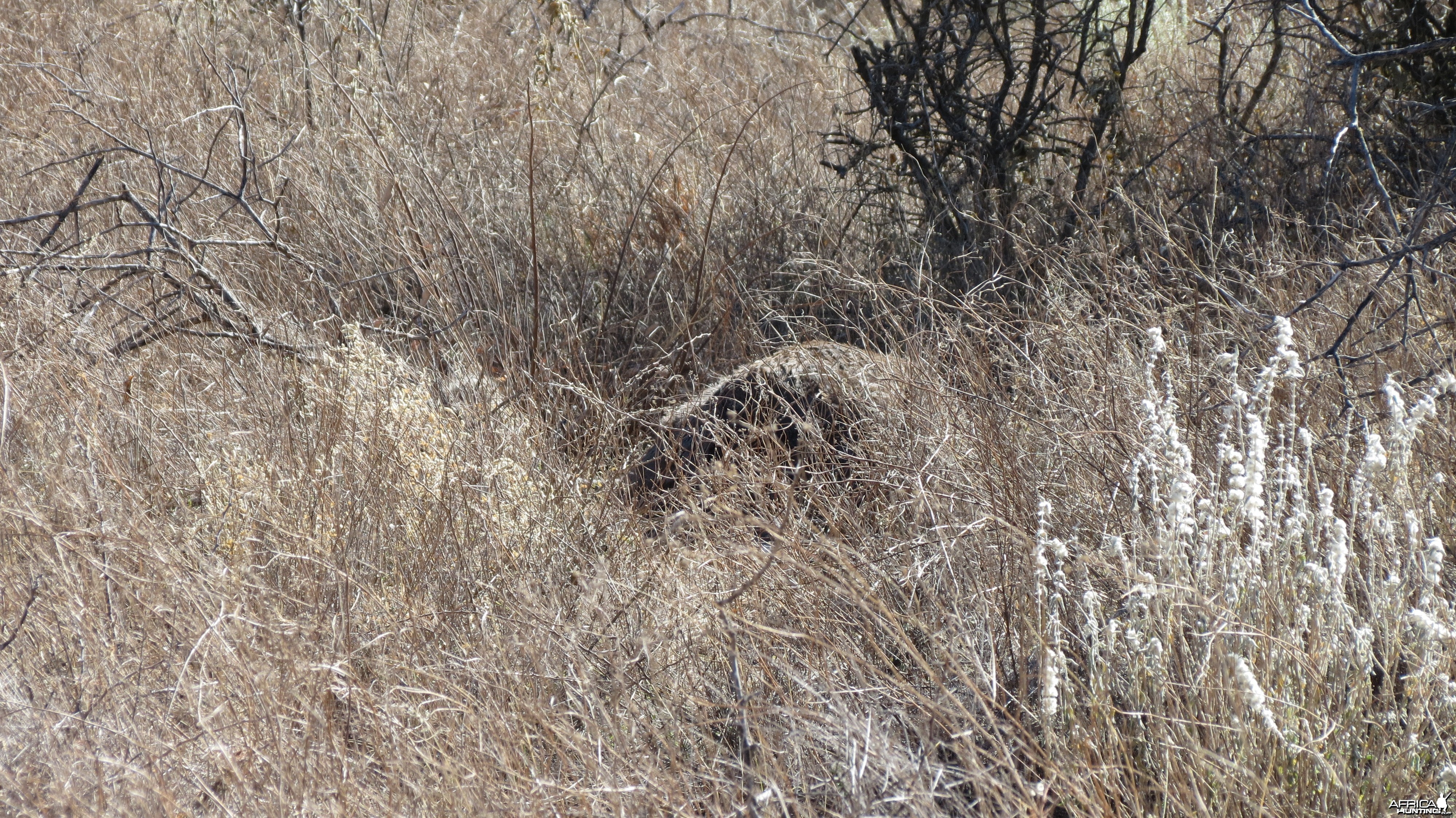 Ostrich on nest Namibia