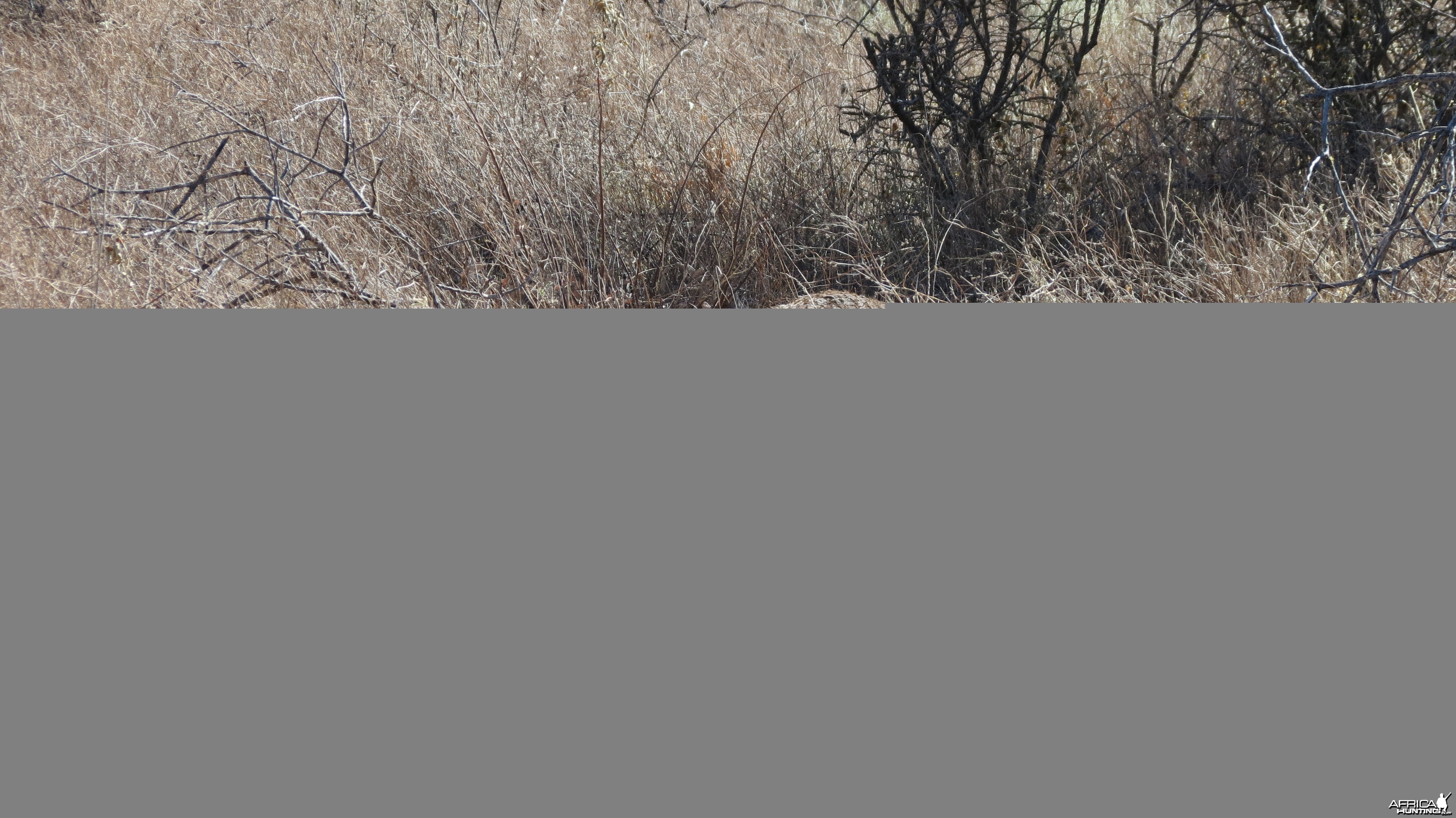 Ostrich on nest Namibia