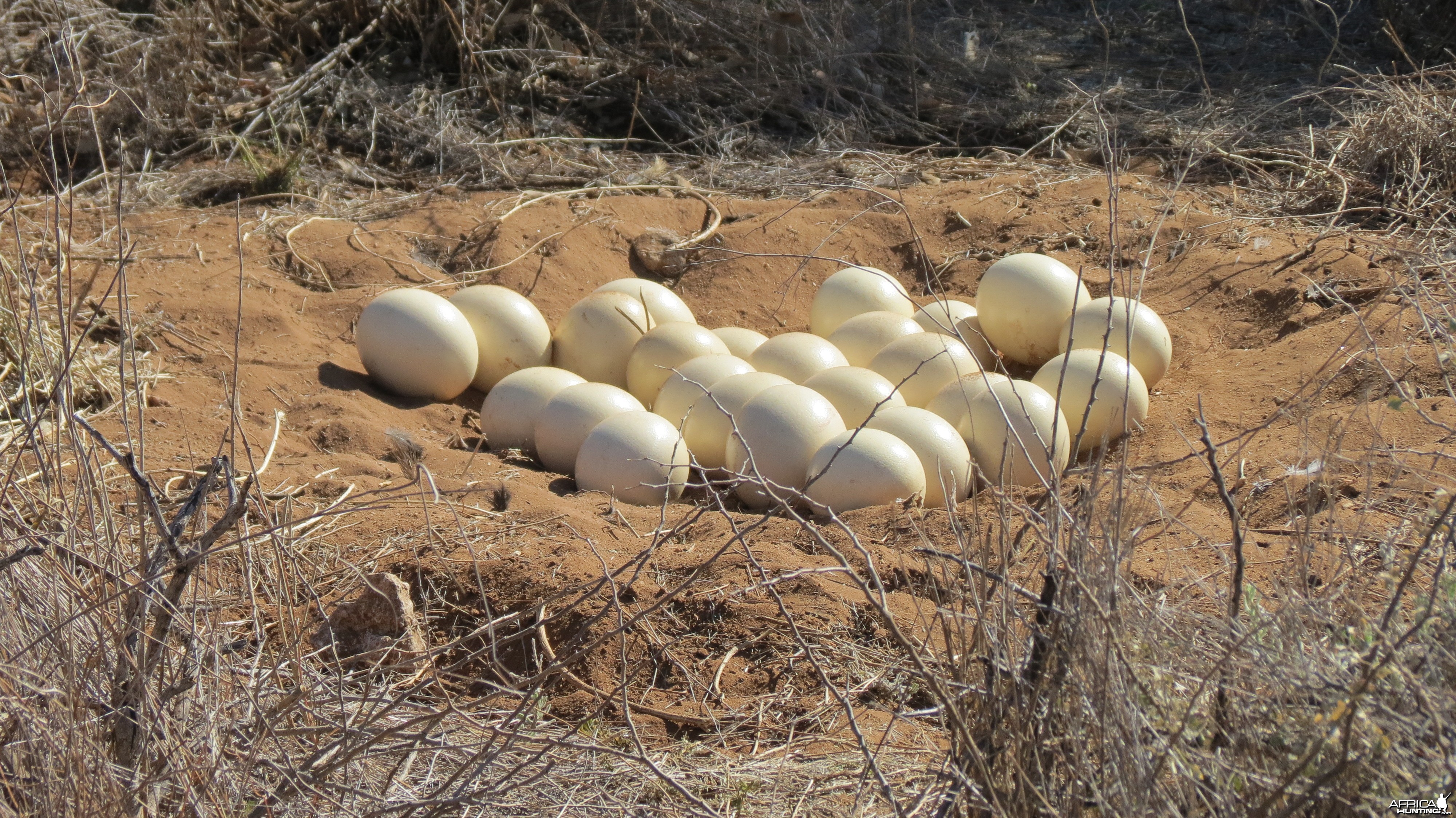 Ostrich nest Namibia