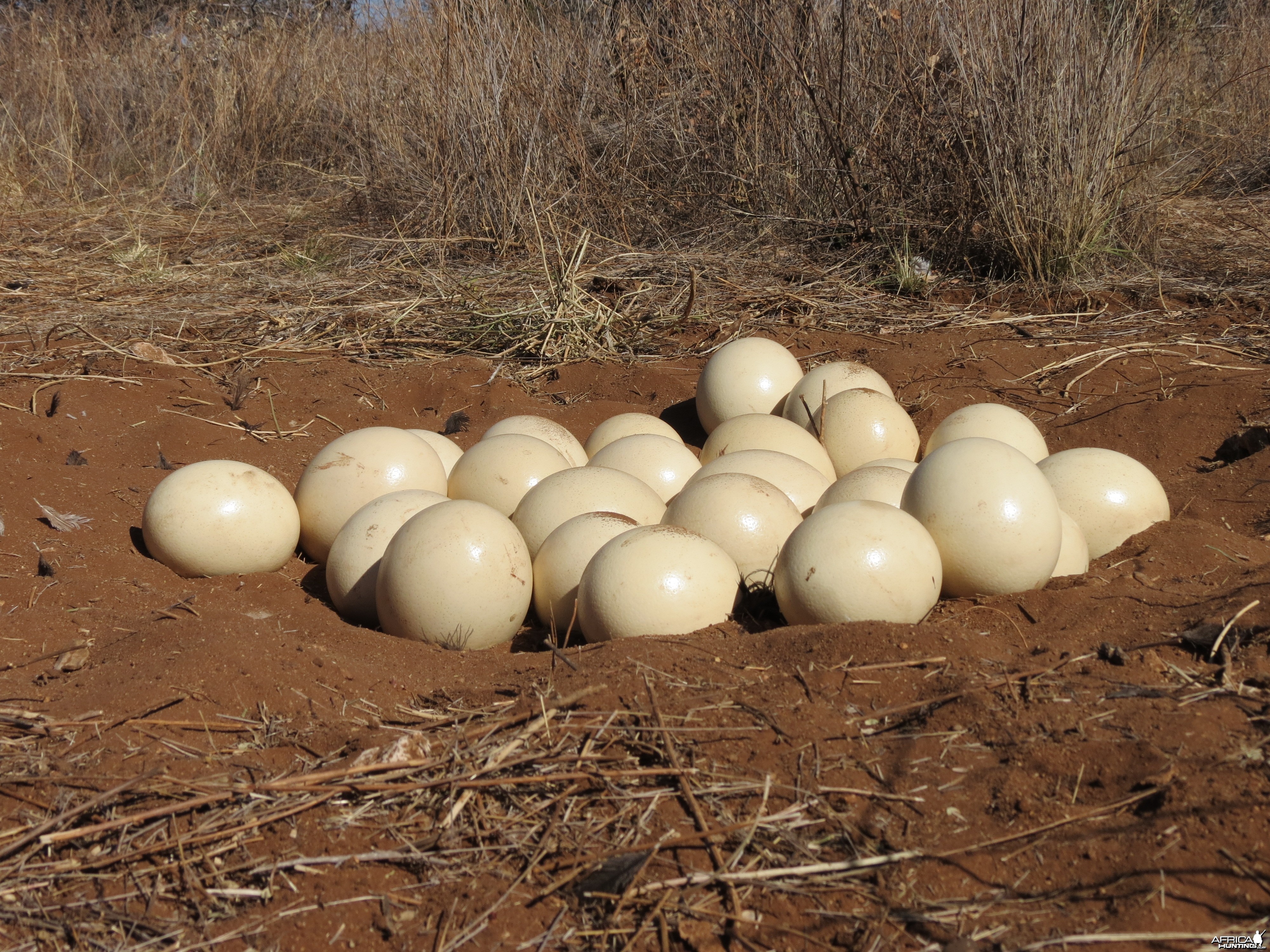 Ostrich nest Namibia