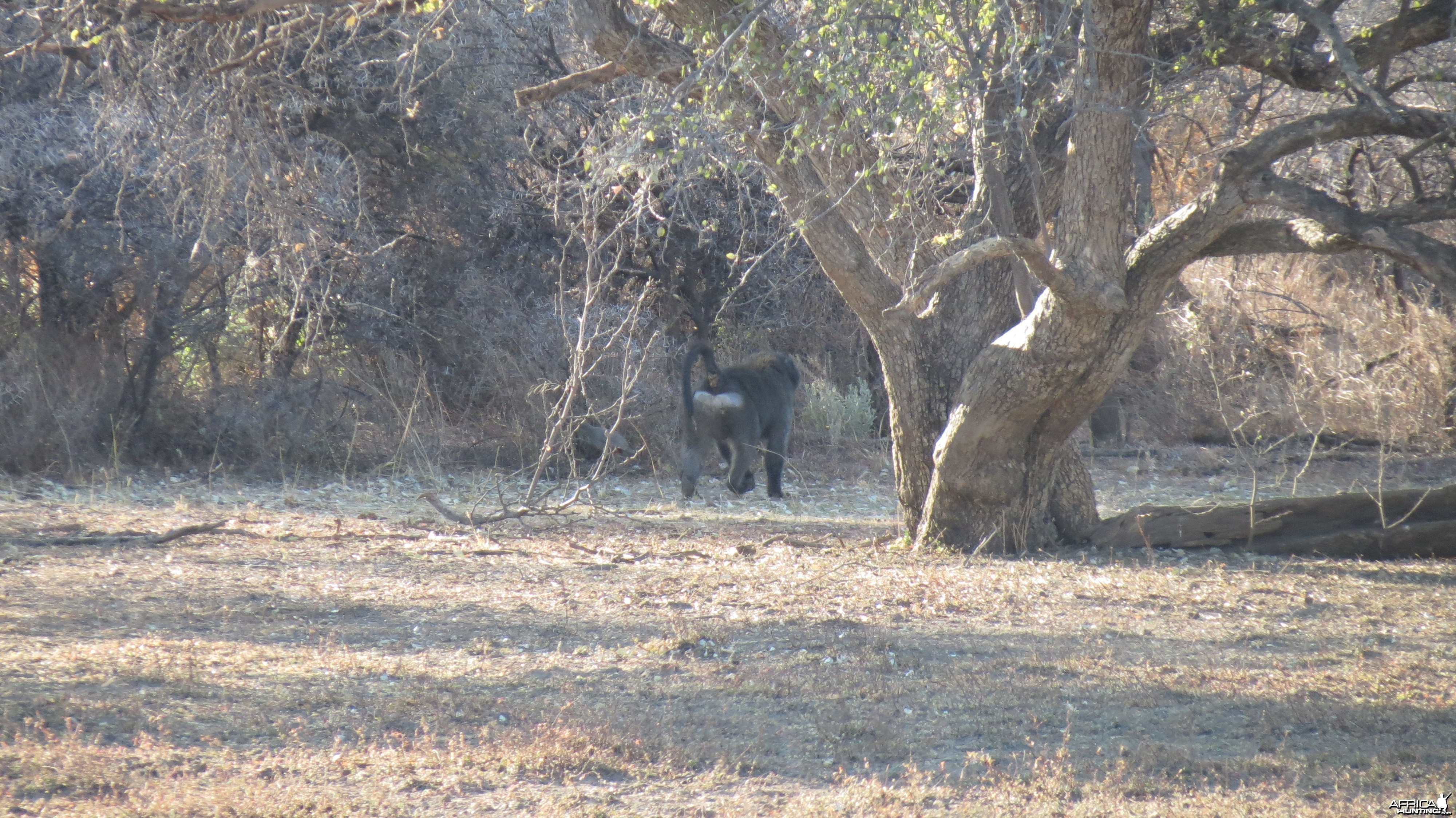 Chacma Baboon Namibia