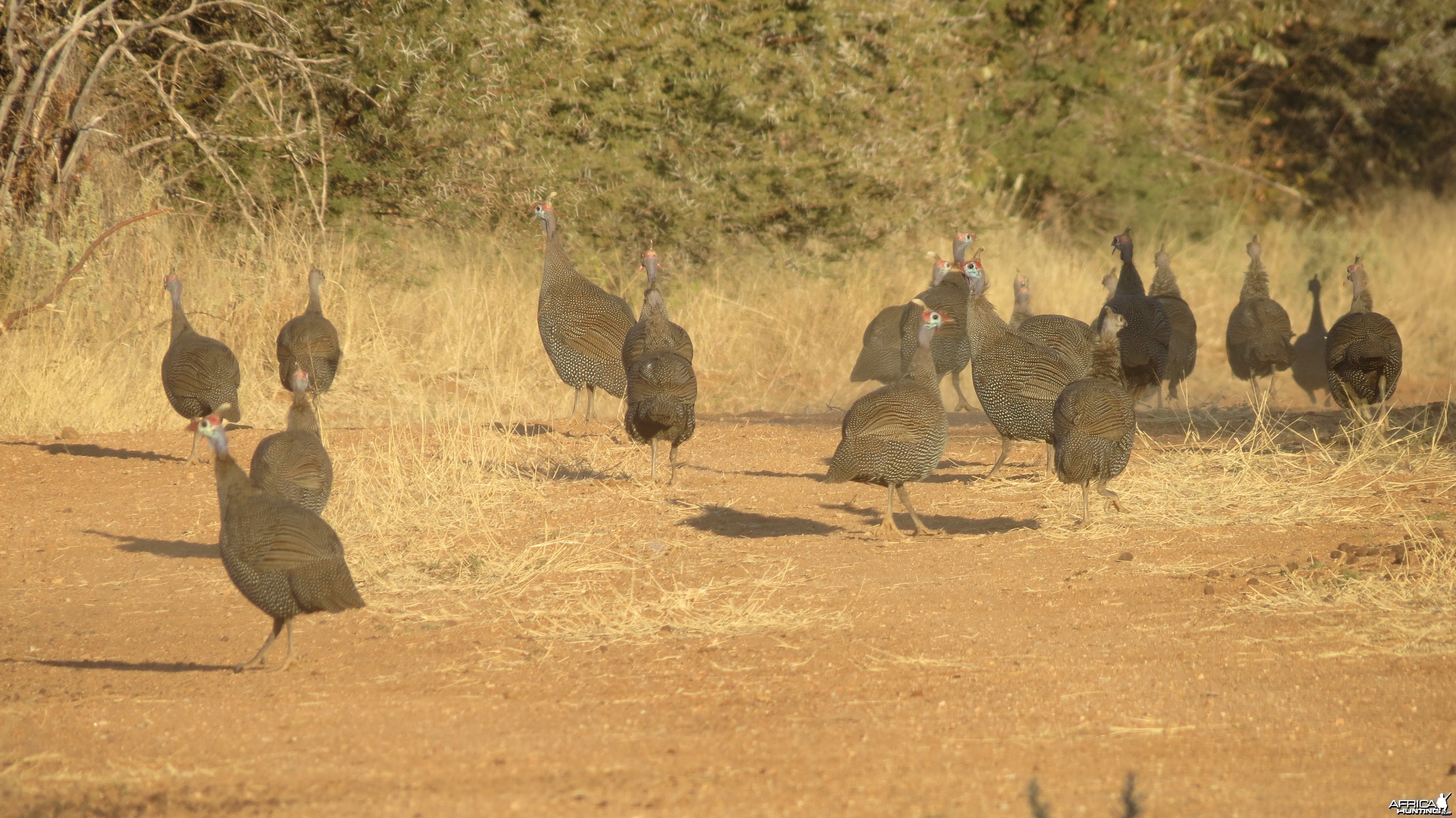 Guineafowl Namibia