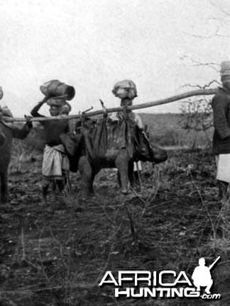 Baby Rhino Being Carried