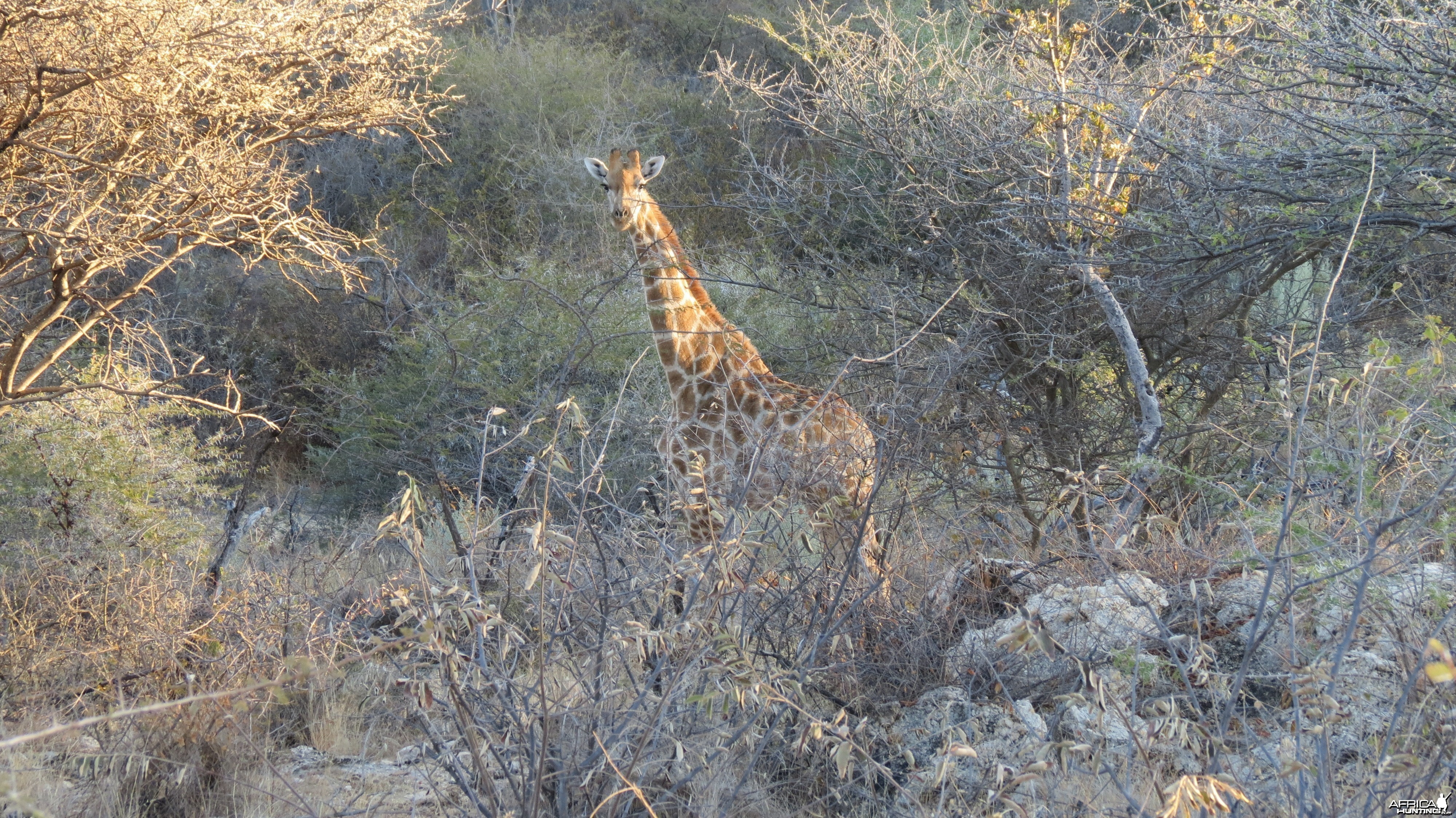 Giraffe Namibia