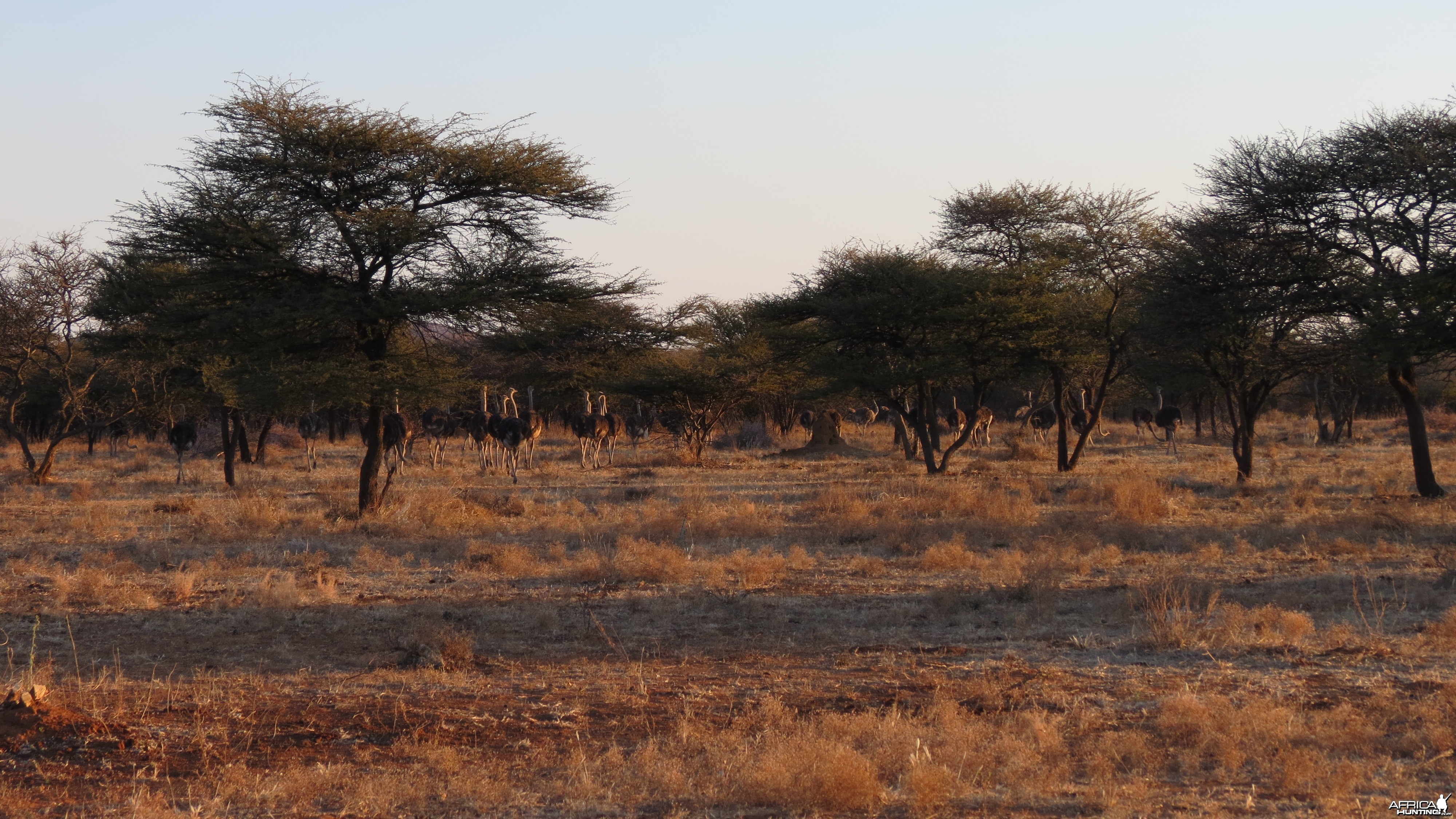 Ostrich Namibia