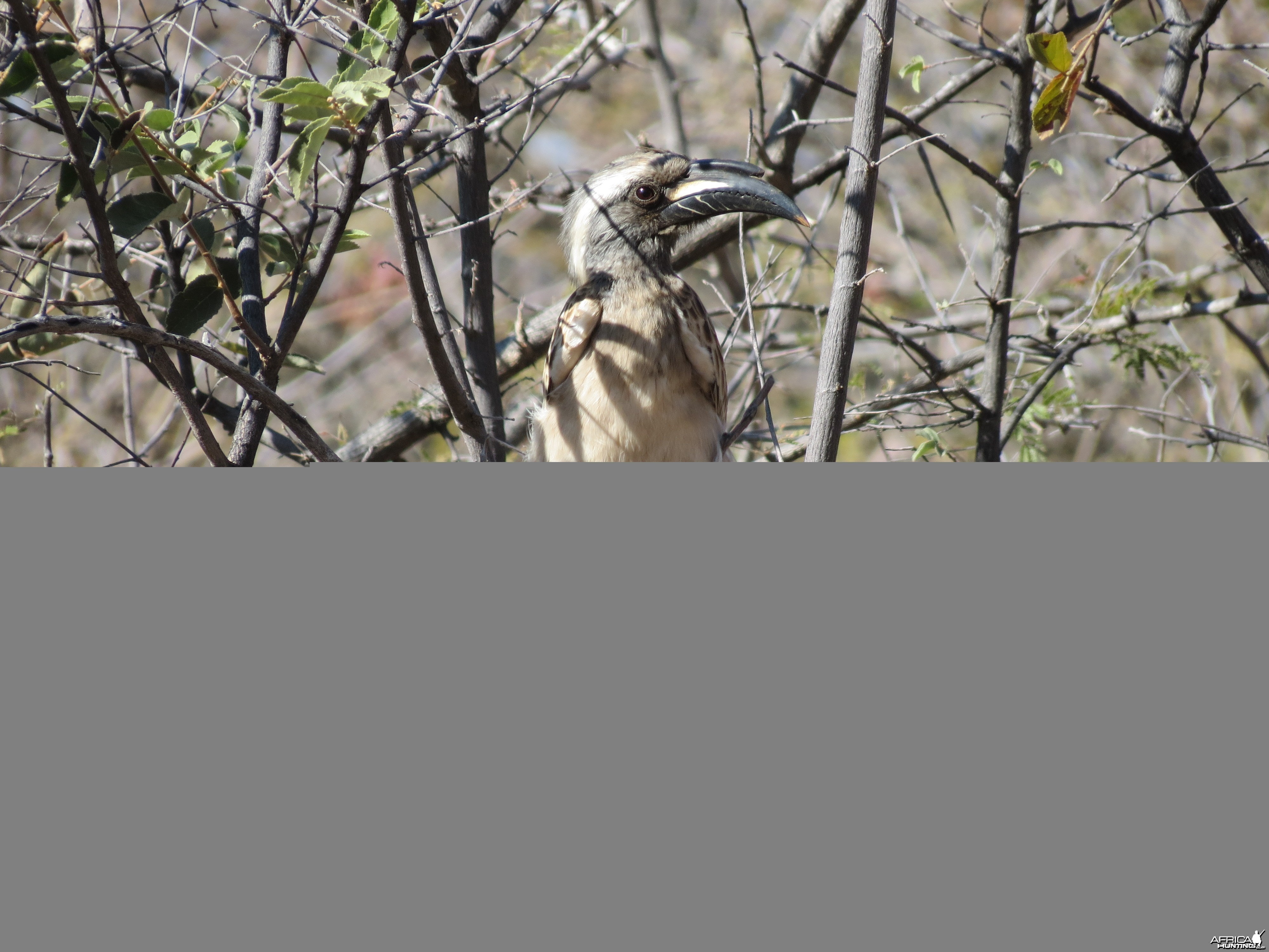 Bird Namibia