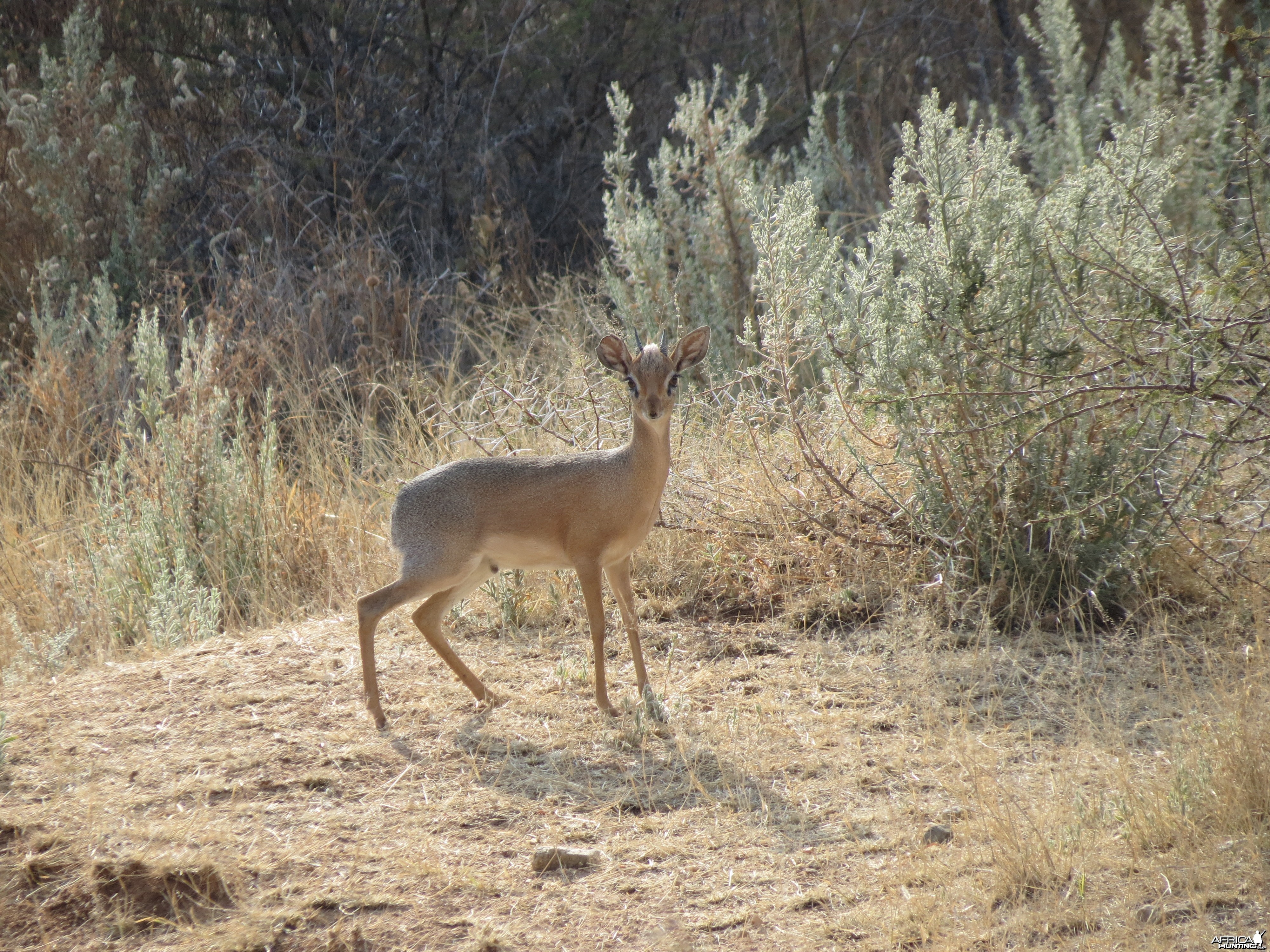 Damara Dik-Dik Namibia