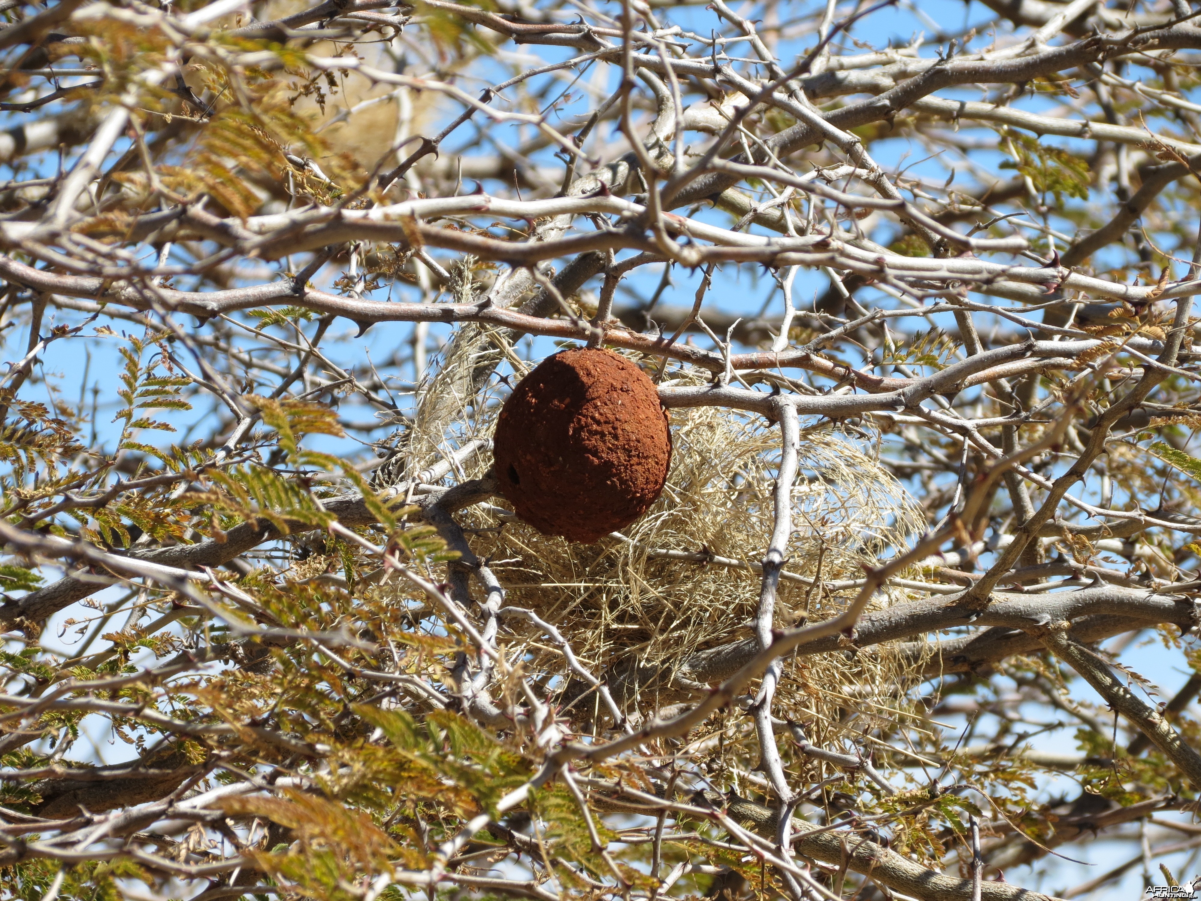 Wasp Nest Namibia