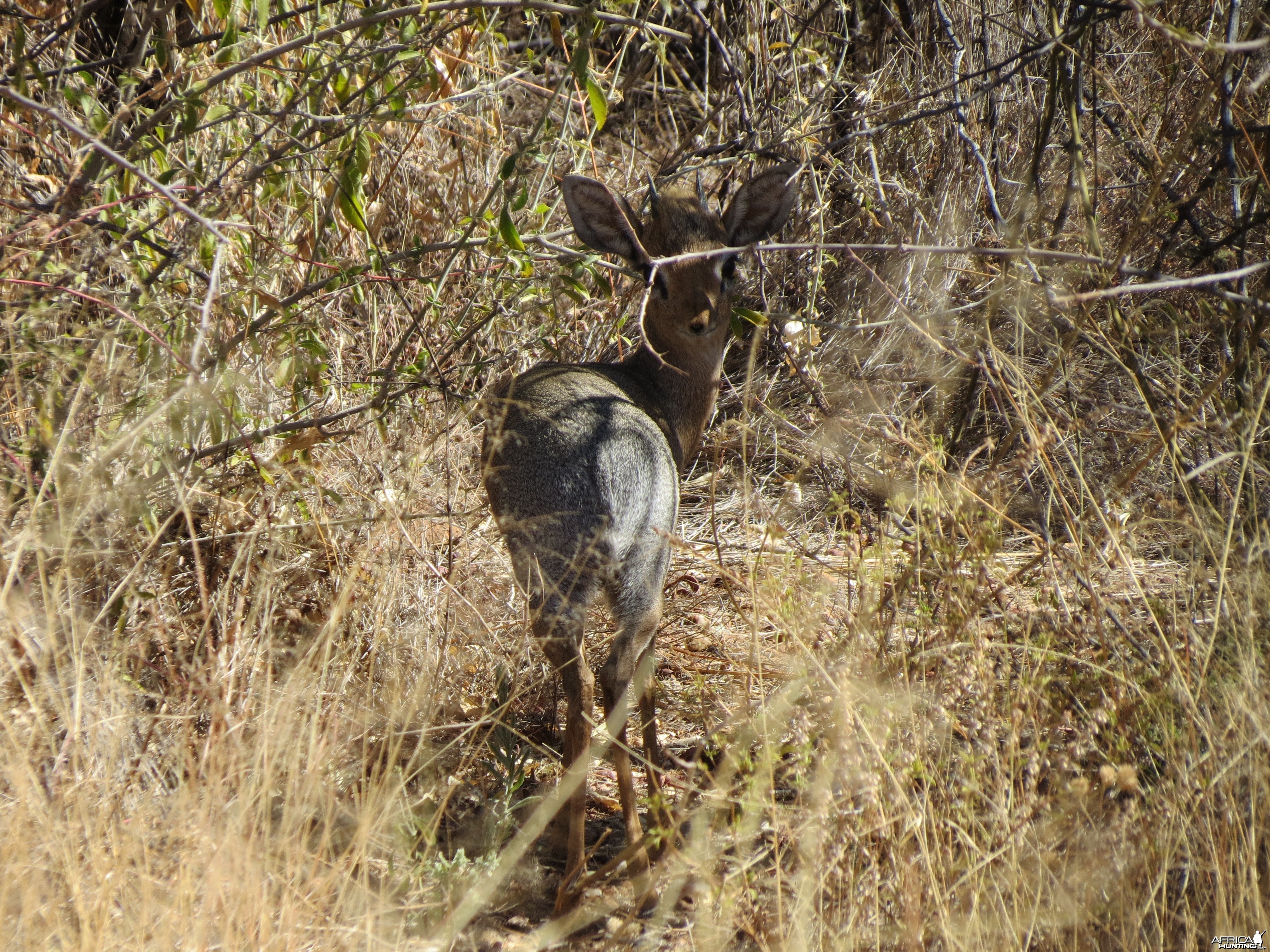 Damara Dik-Dik Namibia