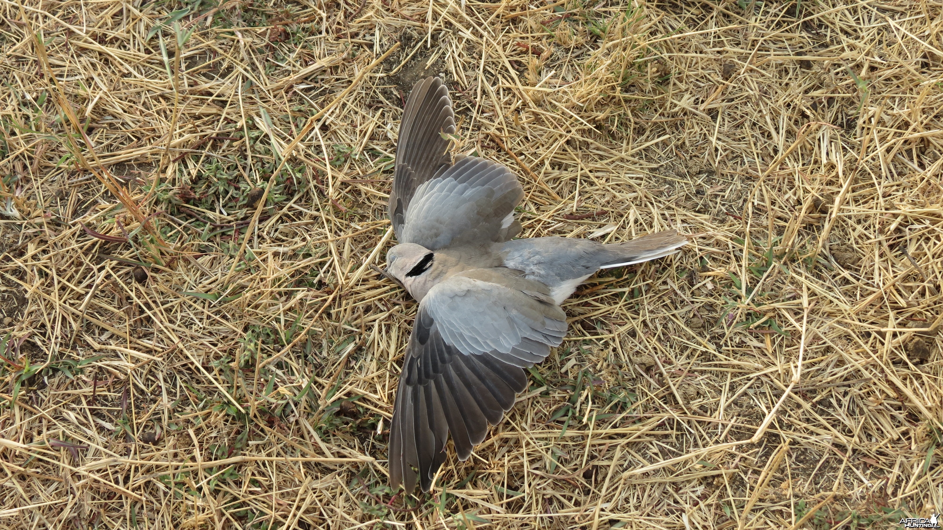 Dove Namibia