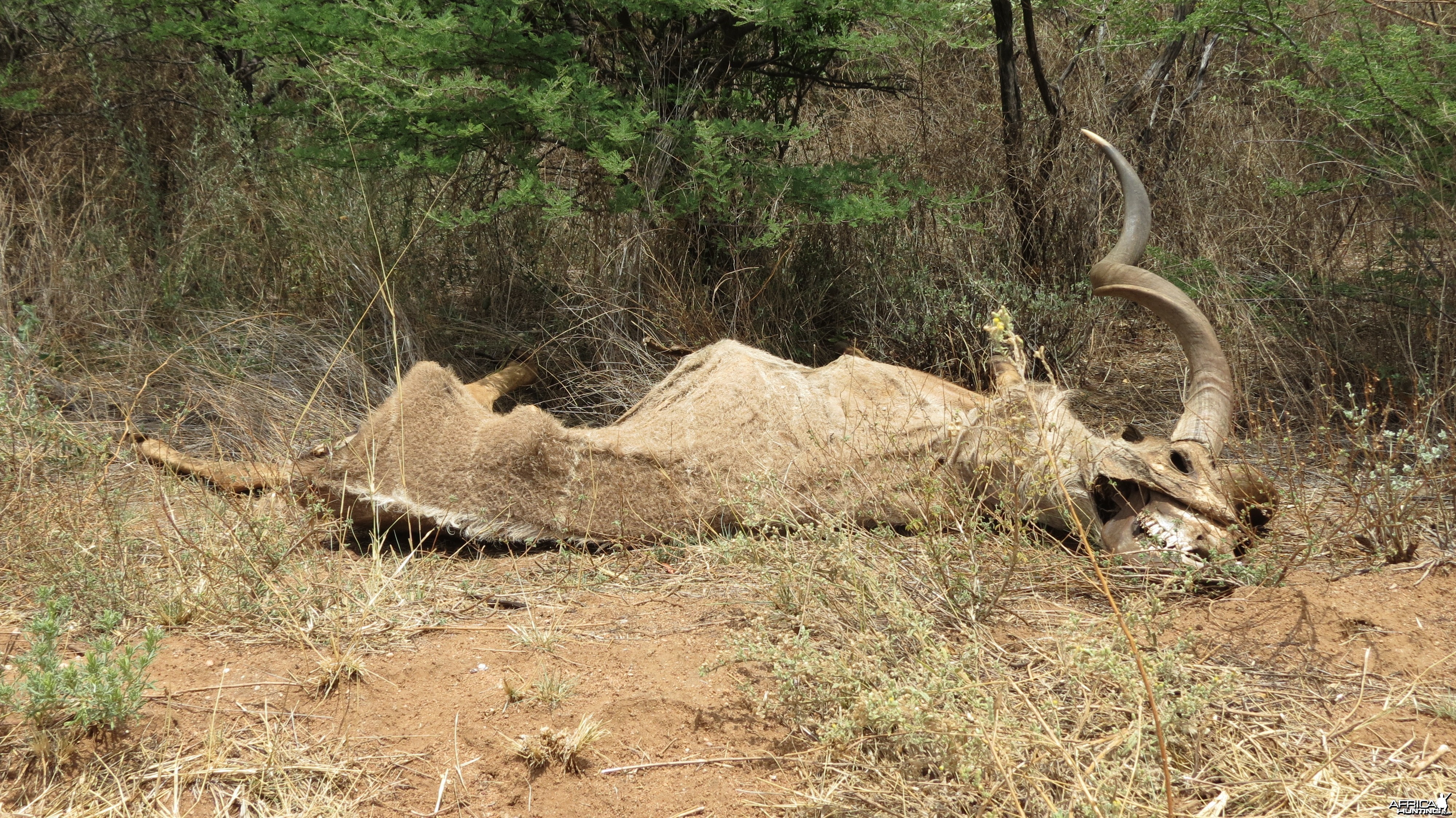 Kudu Carcass Namibia