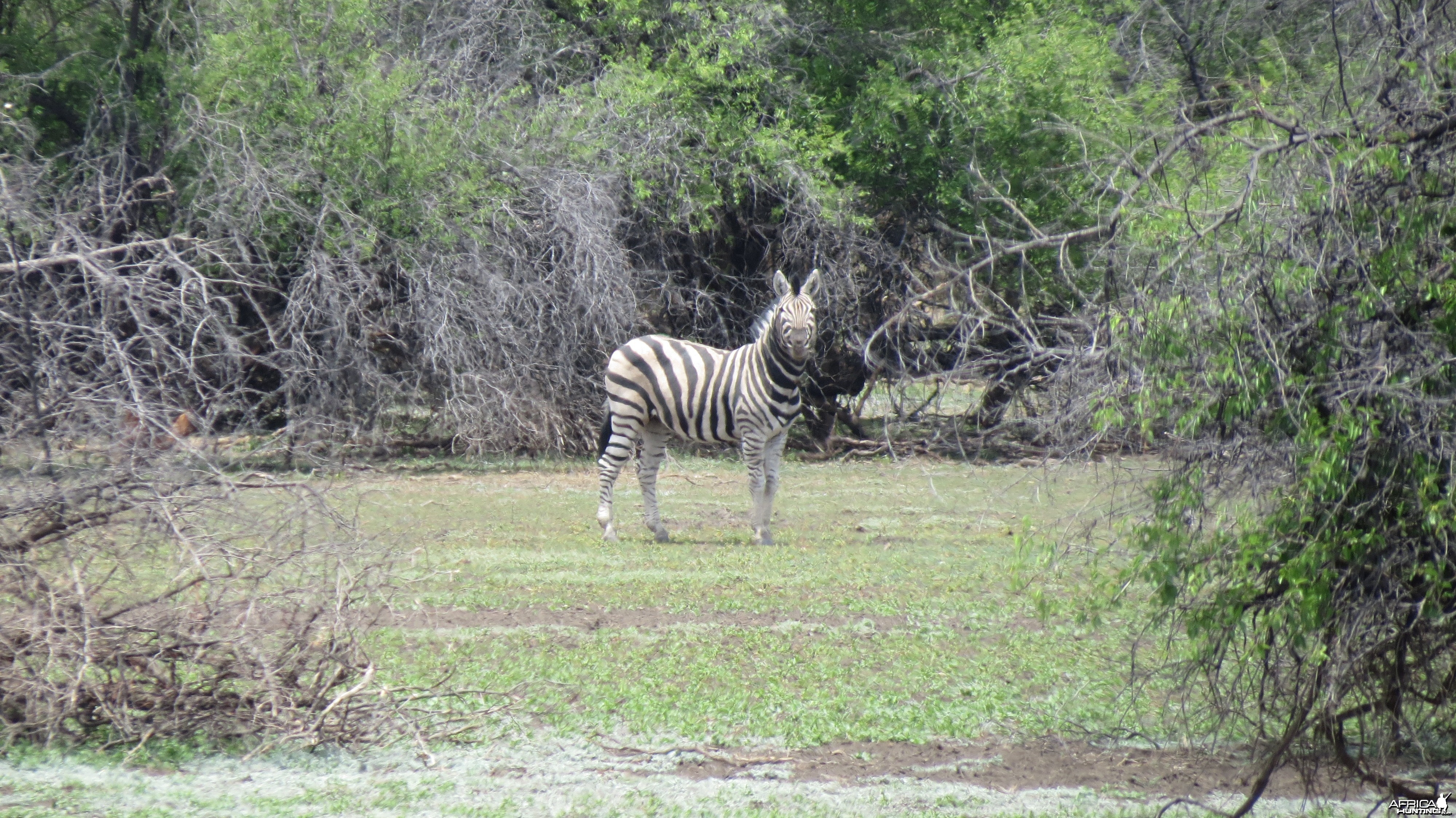 Zebra Namibia