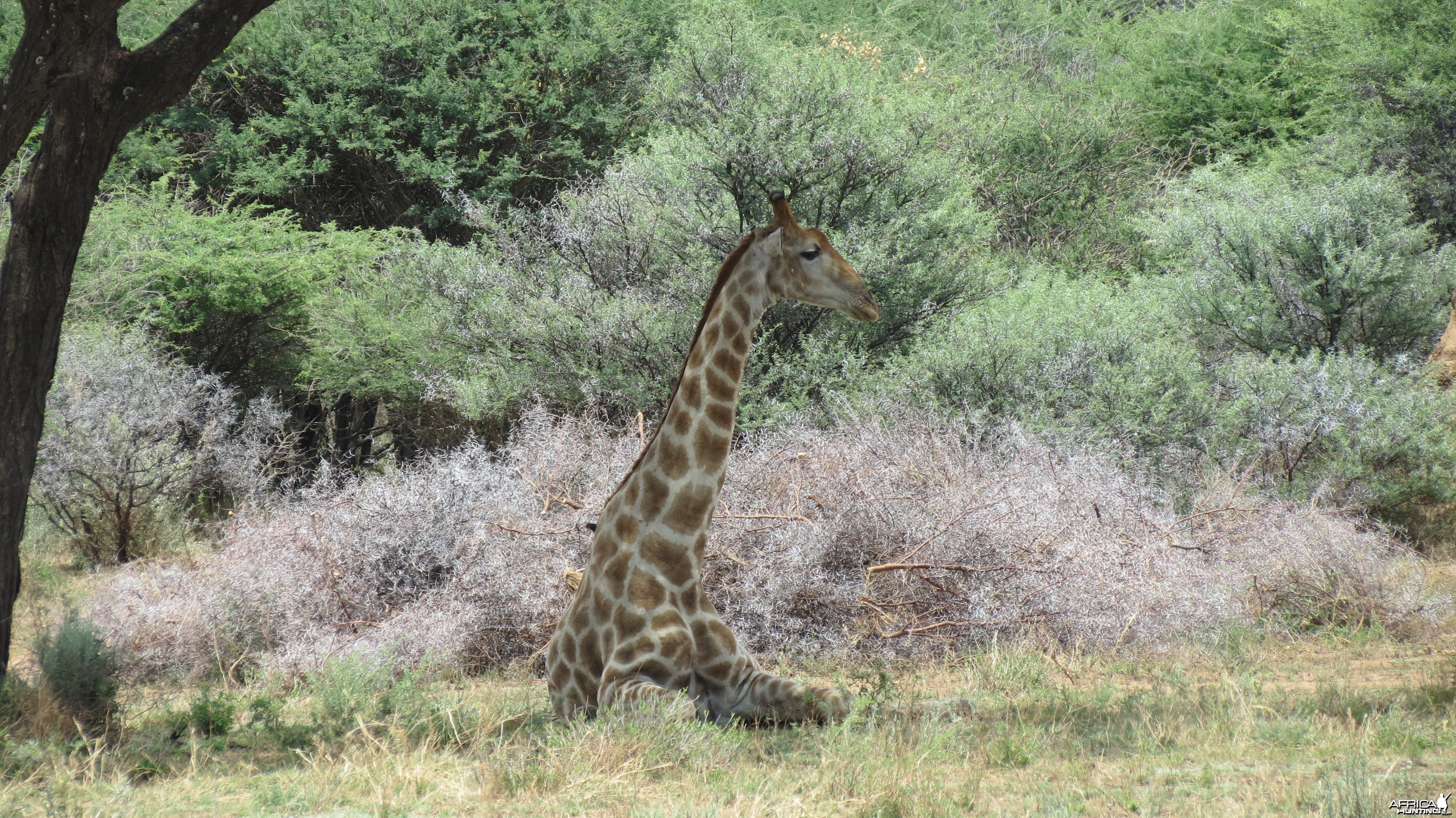 Giraffe Namibia