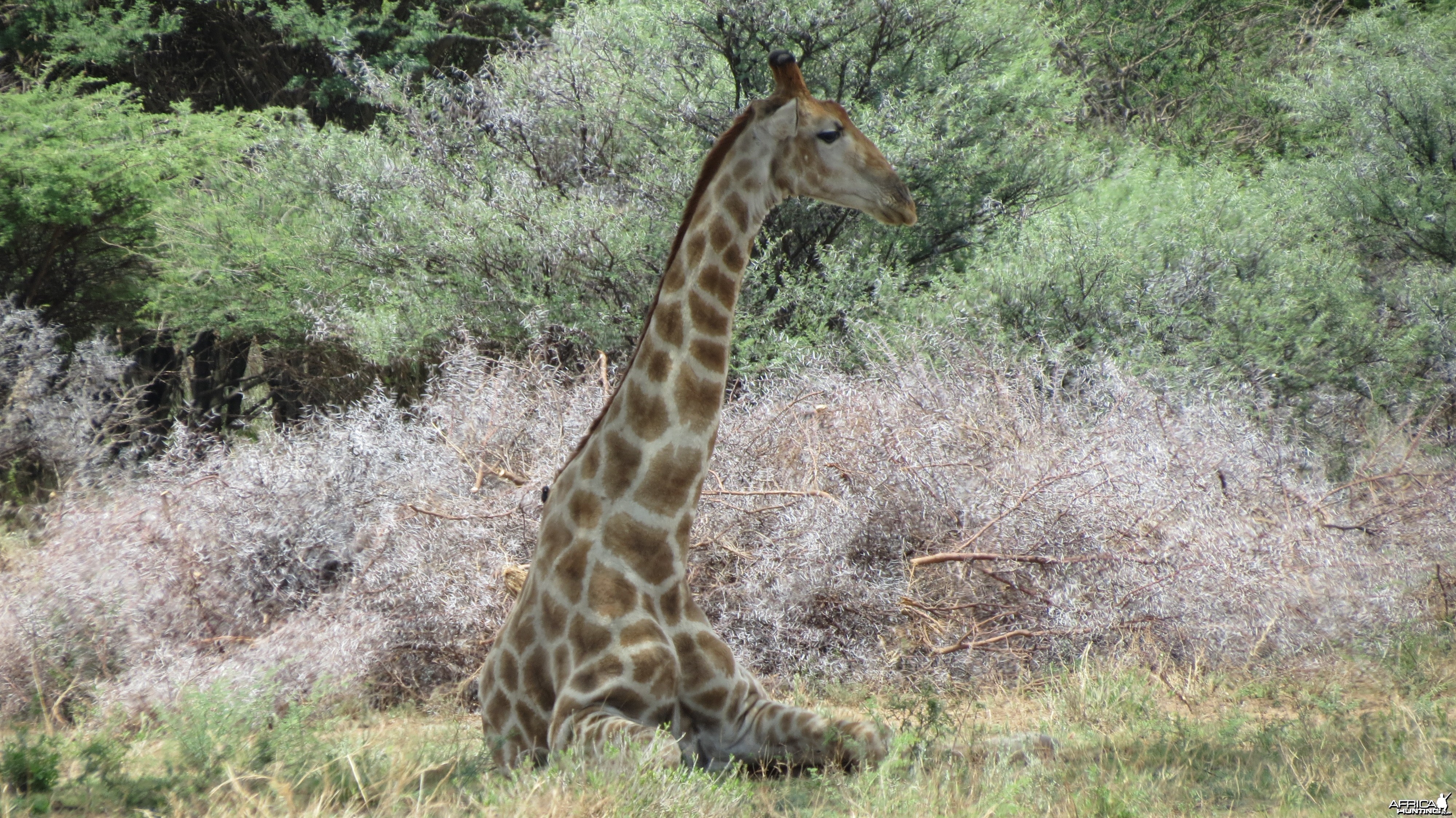 Giraffe Namibia